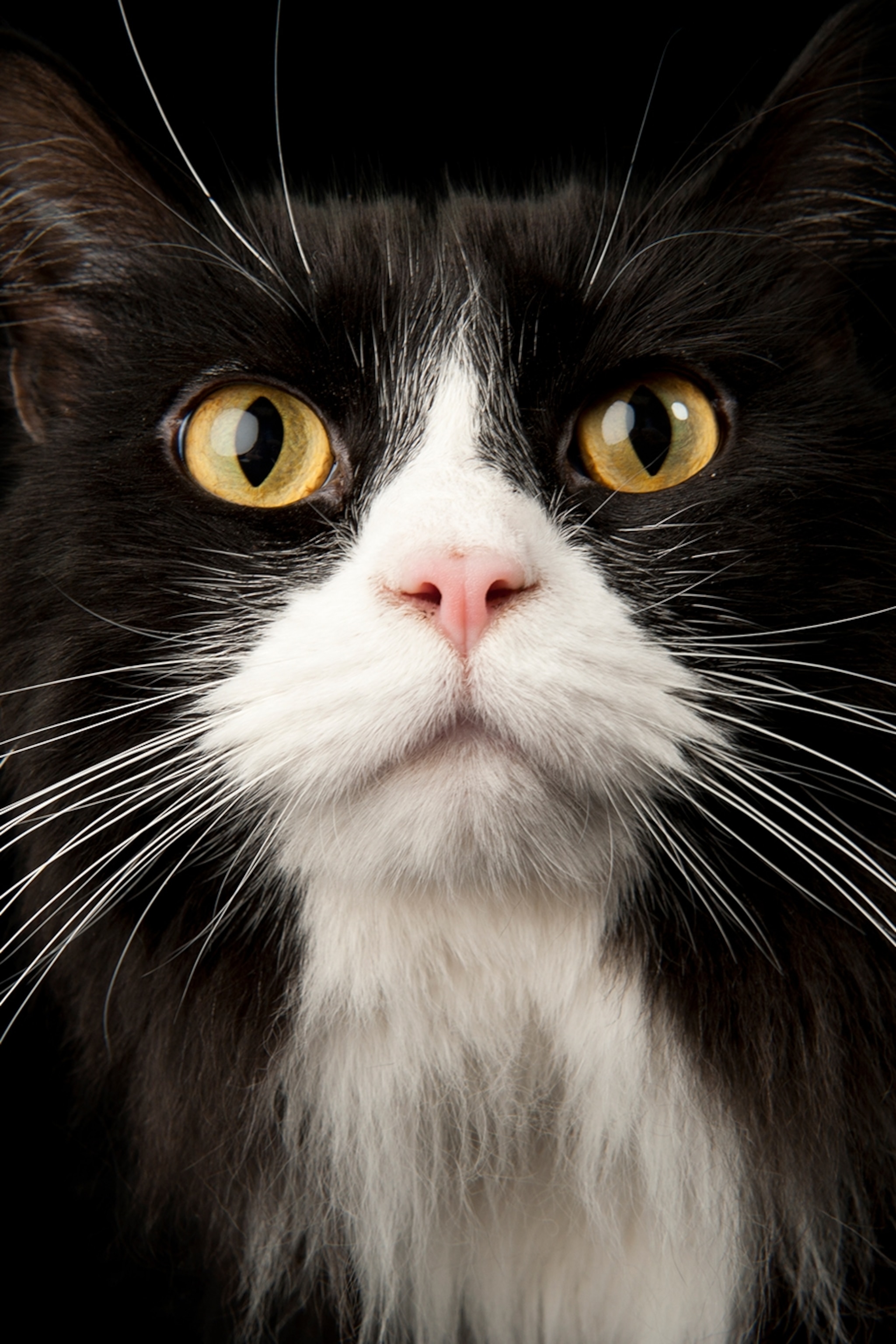 Angry expression of a house cat sitting on the table and doing a