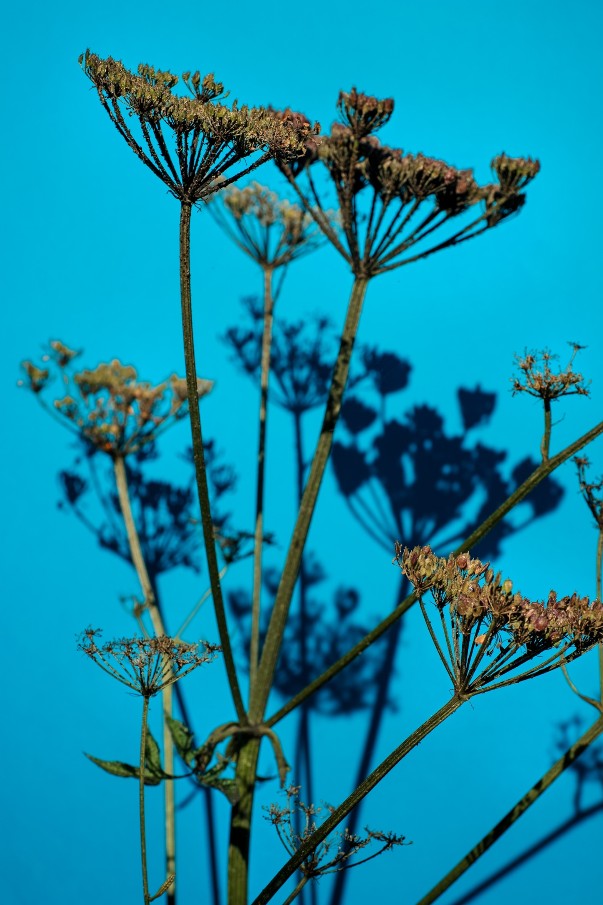 Common hogweed photographed against a blue backdrop.