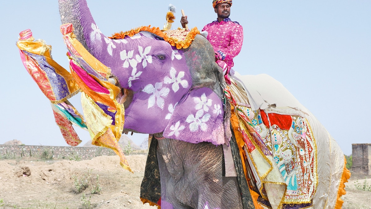 Painted Elephants | National Geographic