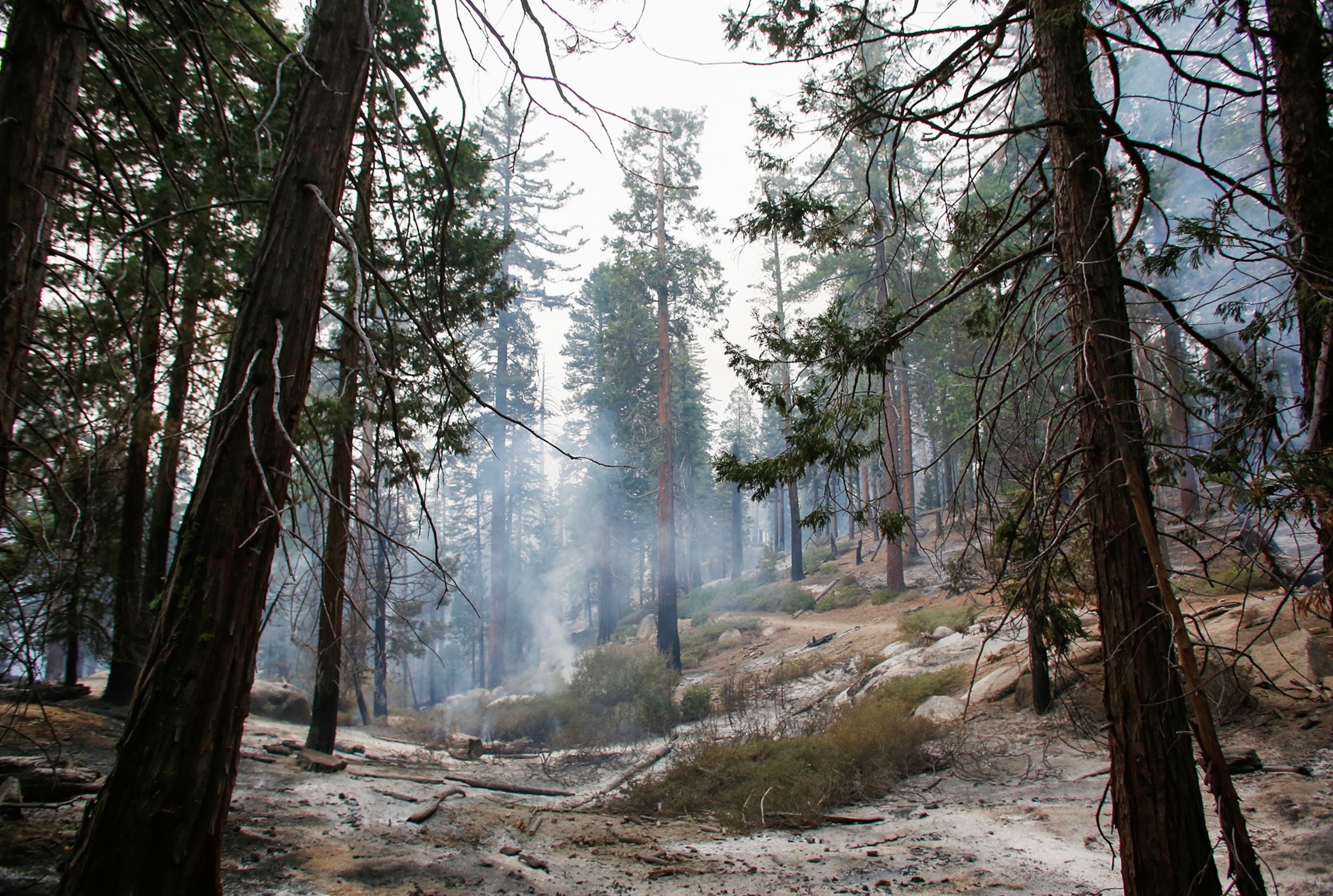 sequoia trees burning