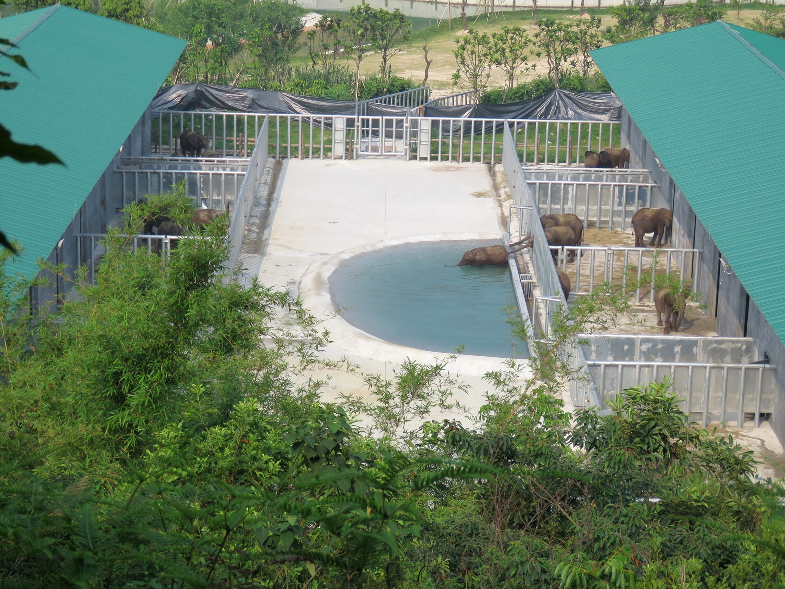 wide view of the elephants show they are likely between four and seven years of ago