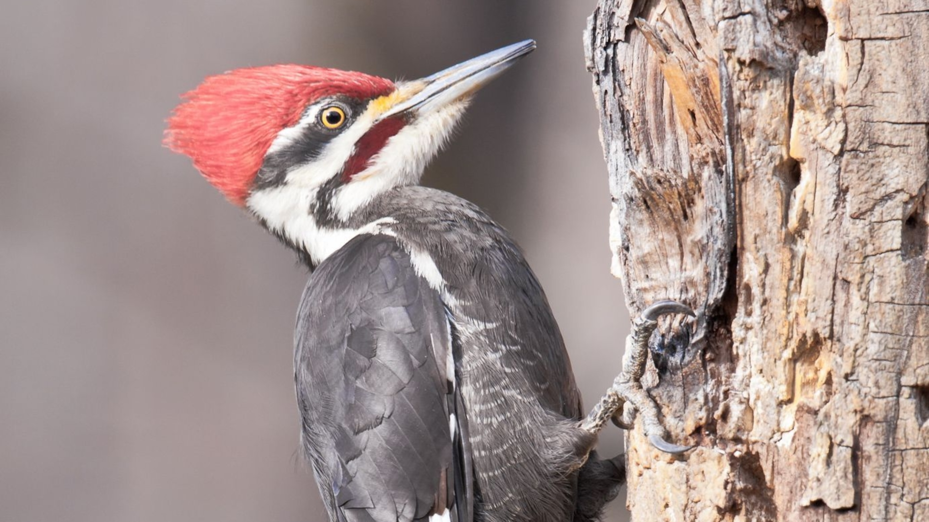 Pileated Woodpecker Tongue