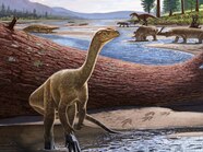 A Dinosaur belly Button This 130 Million year old Fossil Reveals 