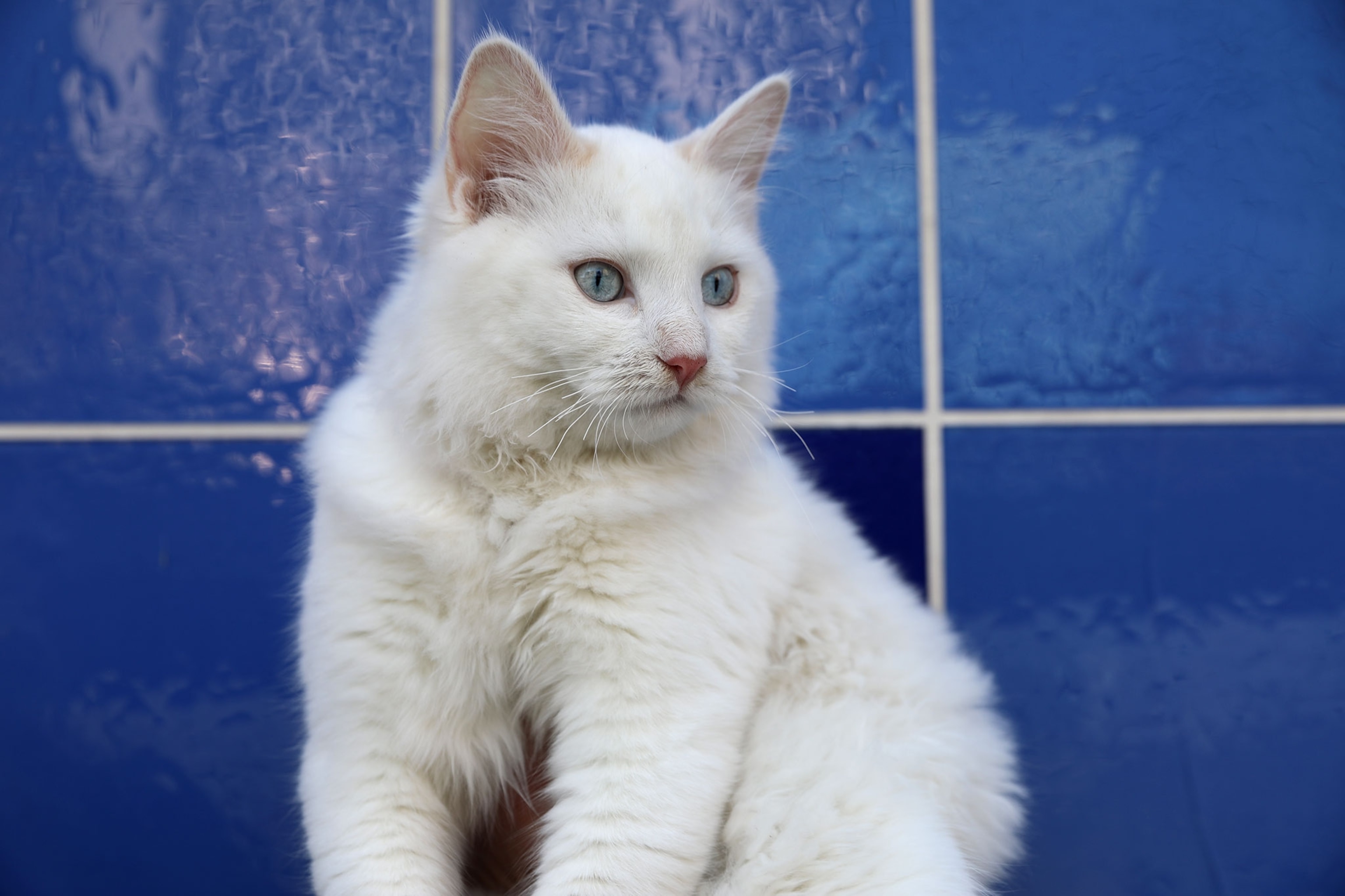 A cat is photographed in front of blue tile.