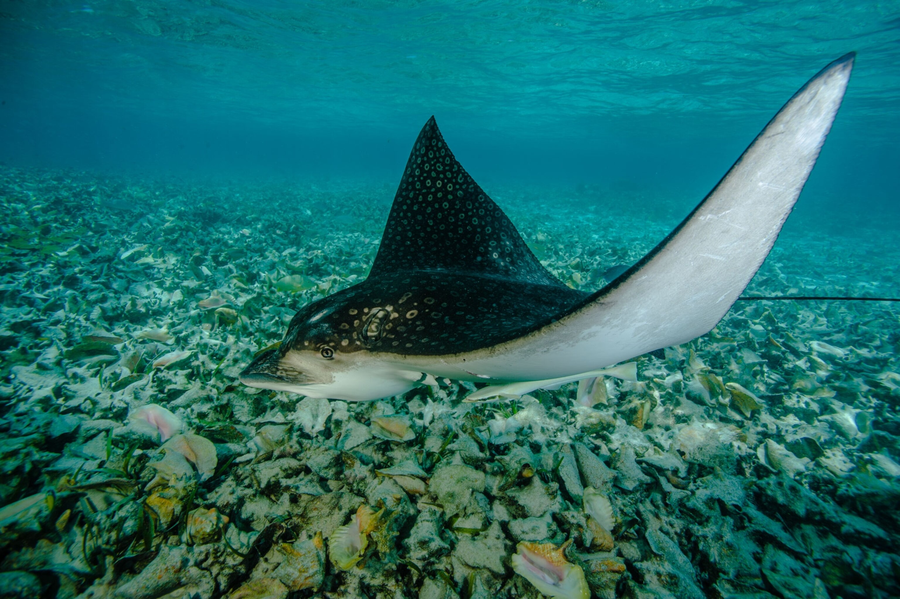 a spotted eagle ray