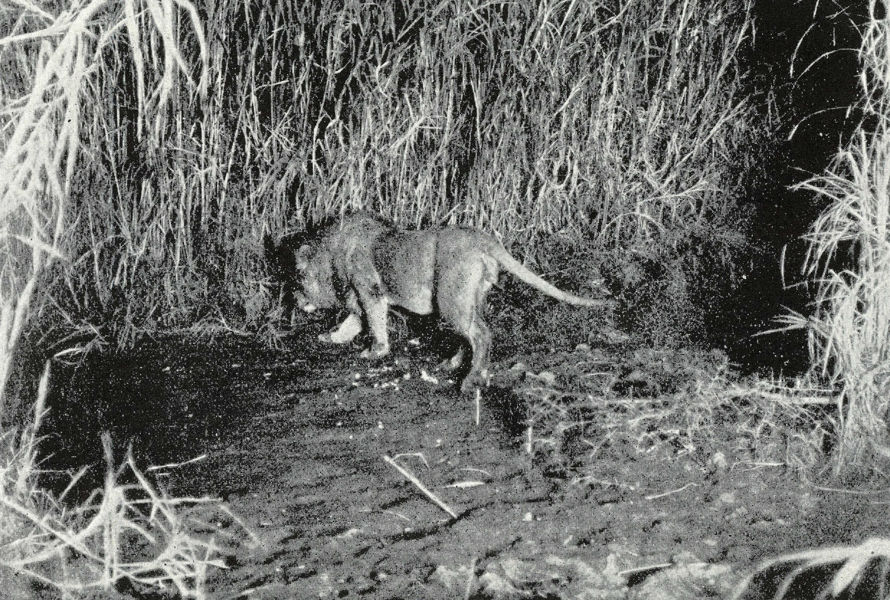 A lion walks among grass in the night