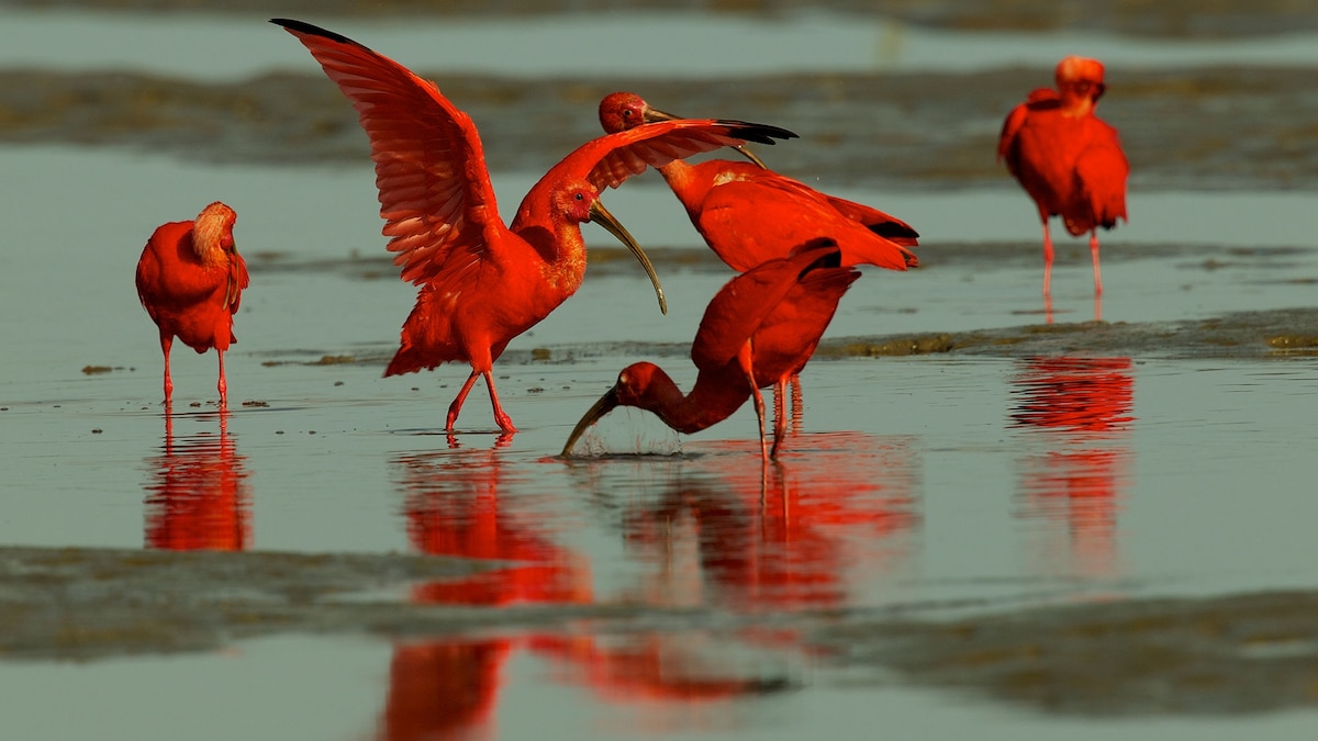 The Dazzling Scarlet Ibis Is Hunted for Bush Meat in Trinidad