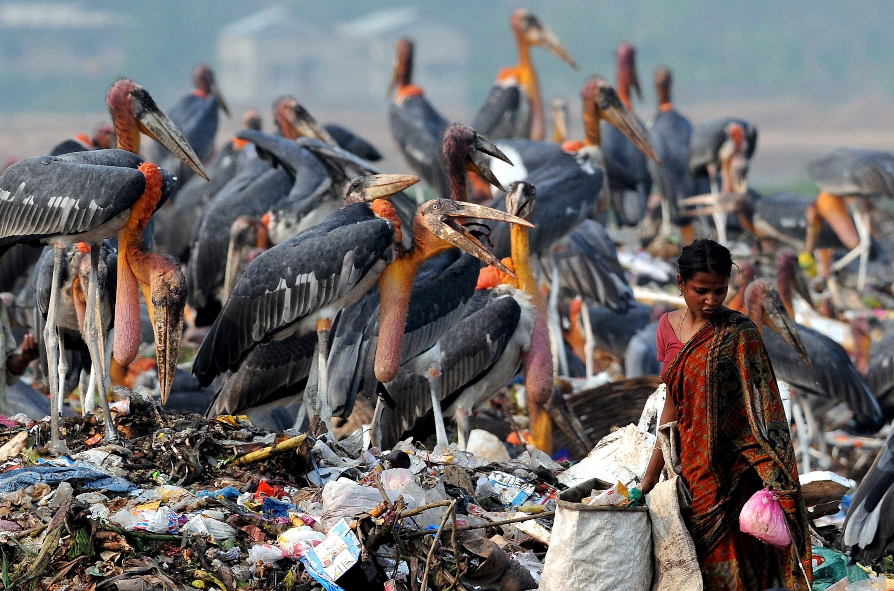 Stork picture: birds in a dump in India in one of the best pictures of May 2012