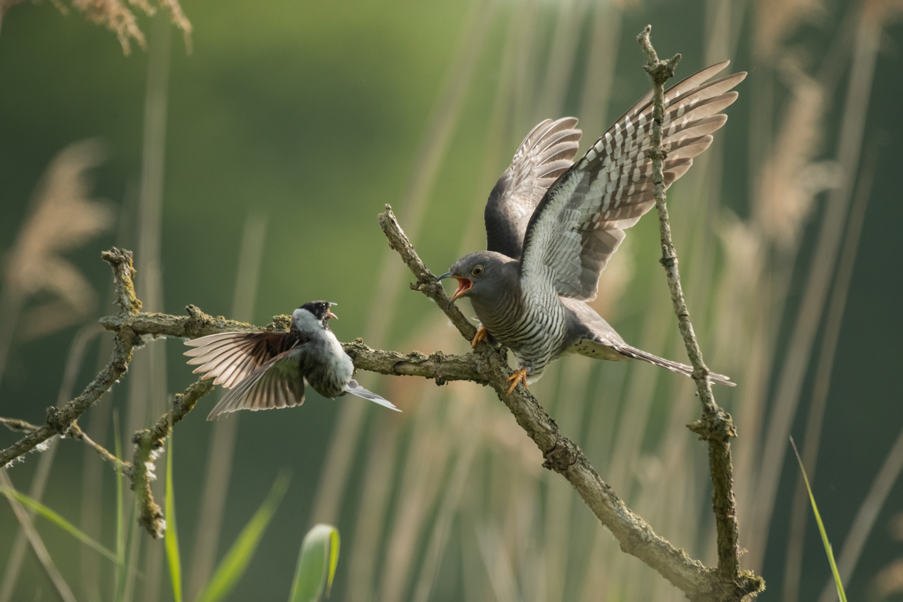 Two birds engaging with wings spread wide against a blurred green background.