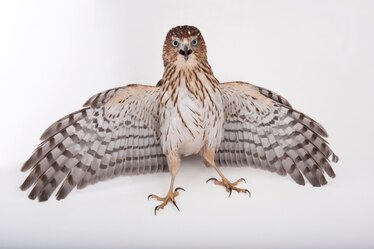 Cooper’s Hawk | National Geographic