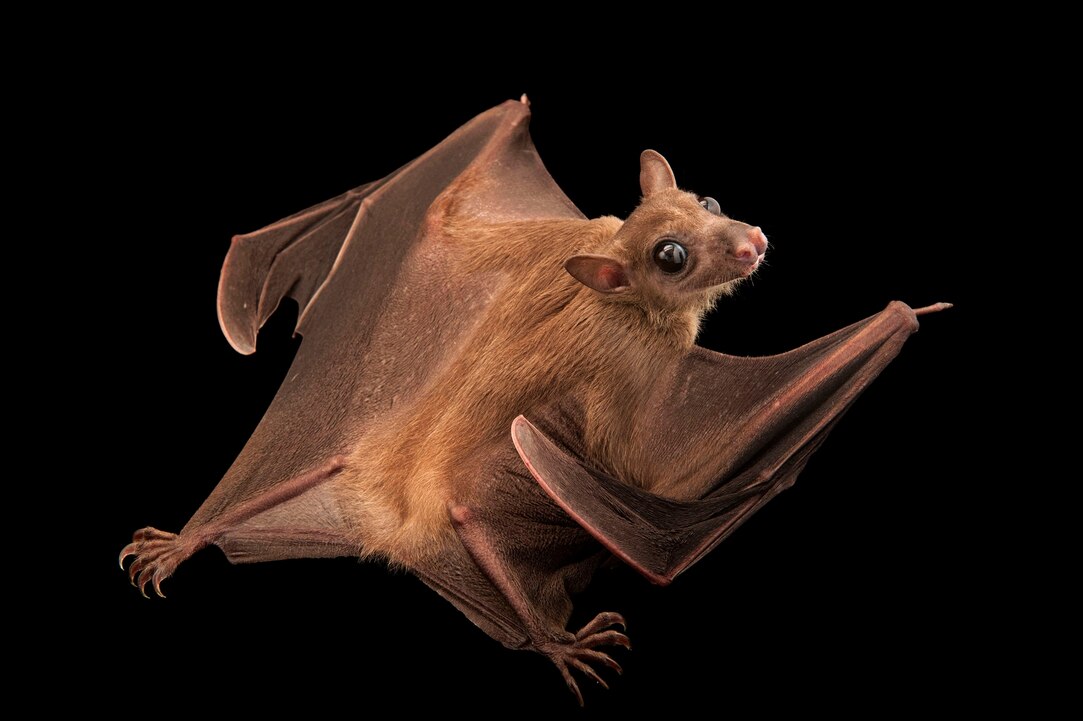 Bats, facts and photos