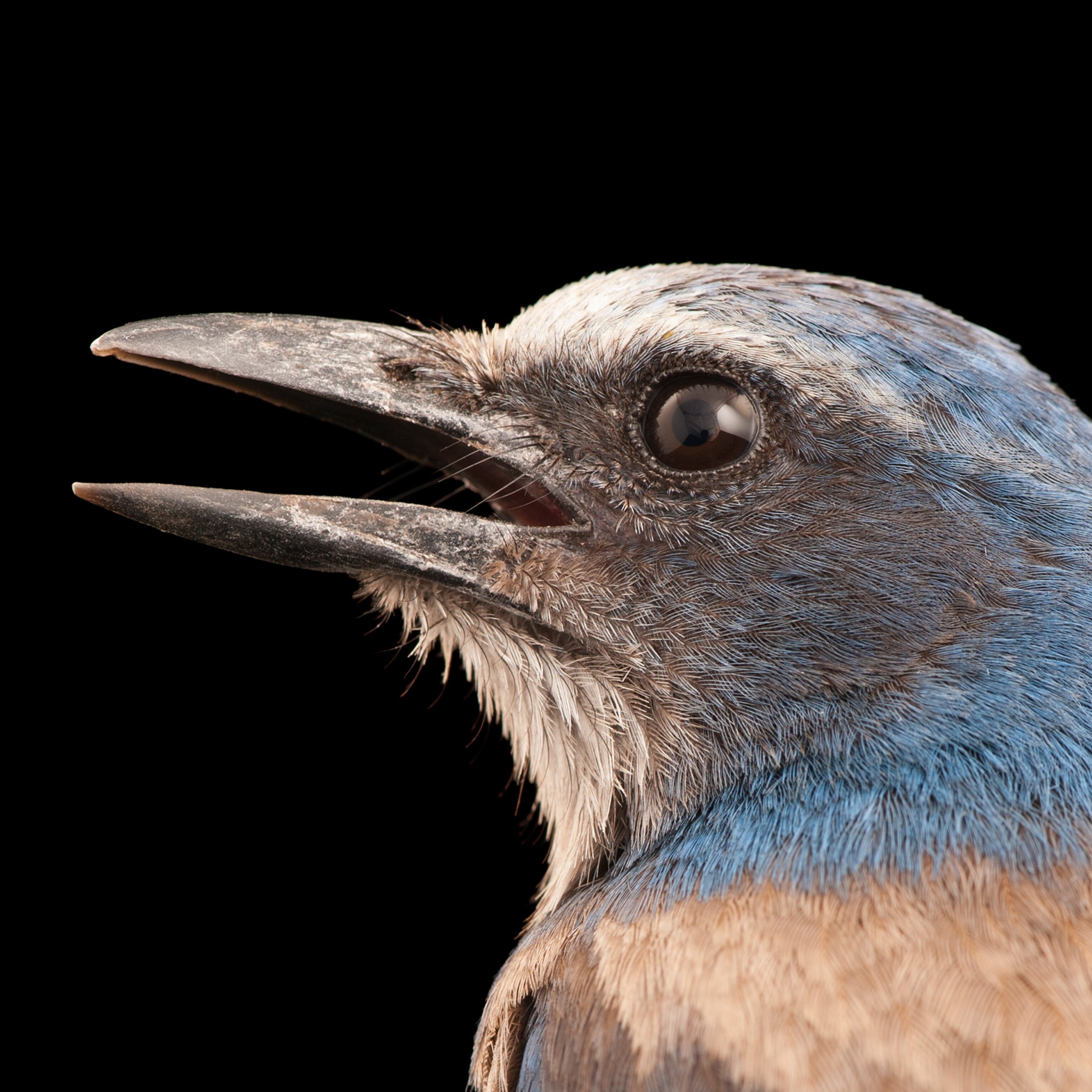 Florida Scrub Jay Facts And Photos