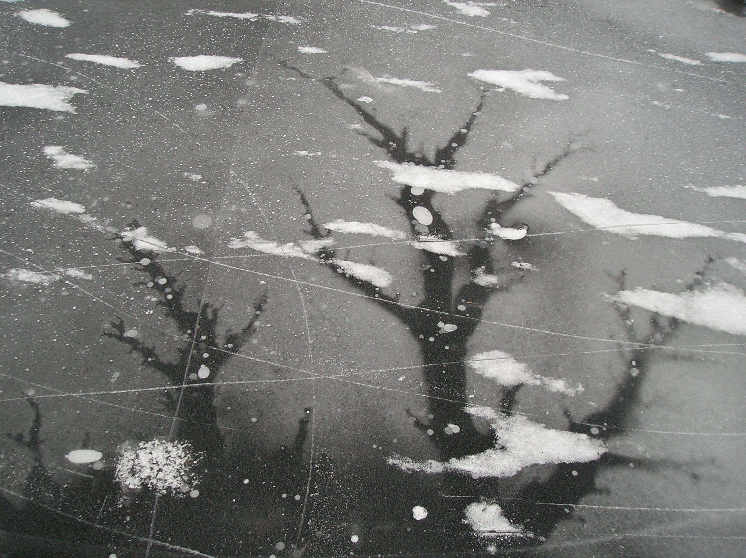 trees reflected into a frozen lake in New York