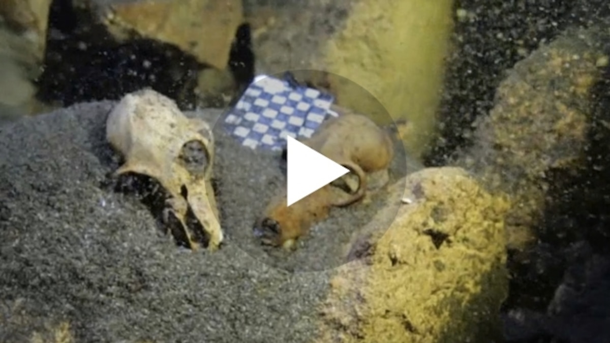 Graveyard of Giant Lemurs Discovered Underwater in Madagascar