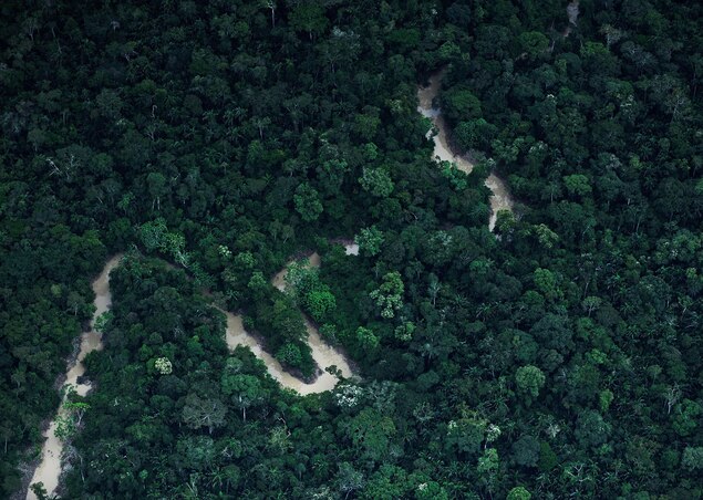 Some Isolated Tribes In The Amazon Are Initiating Contact