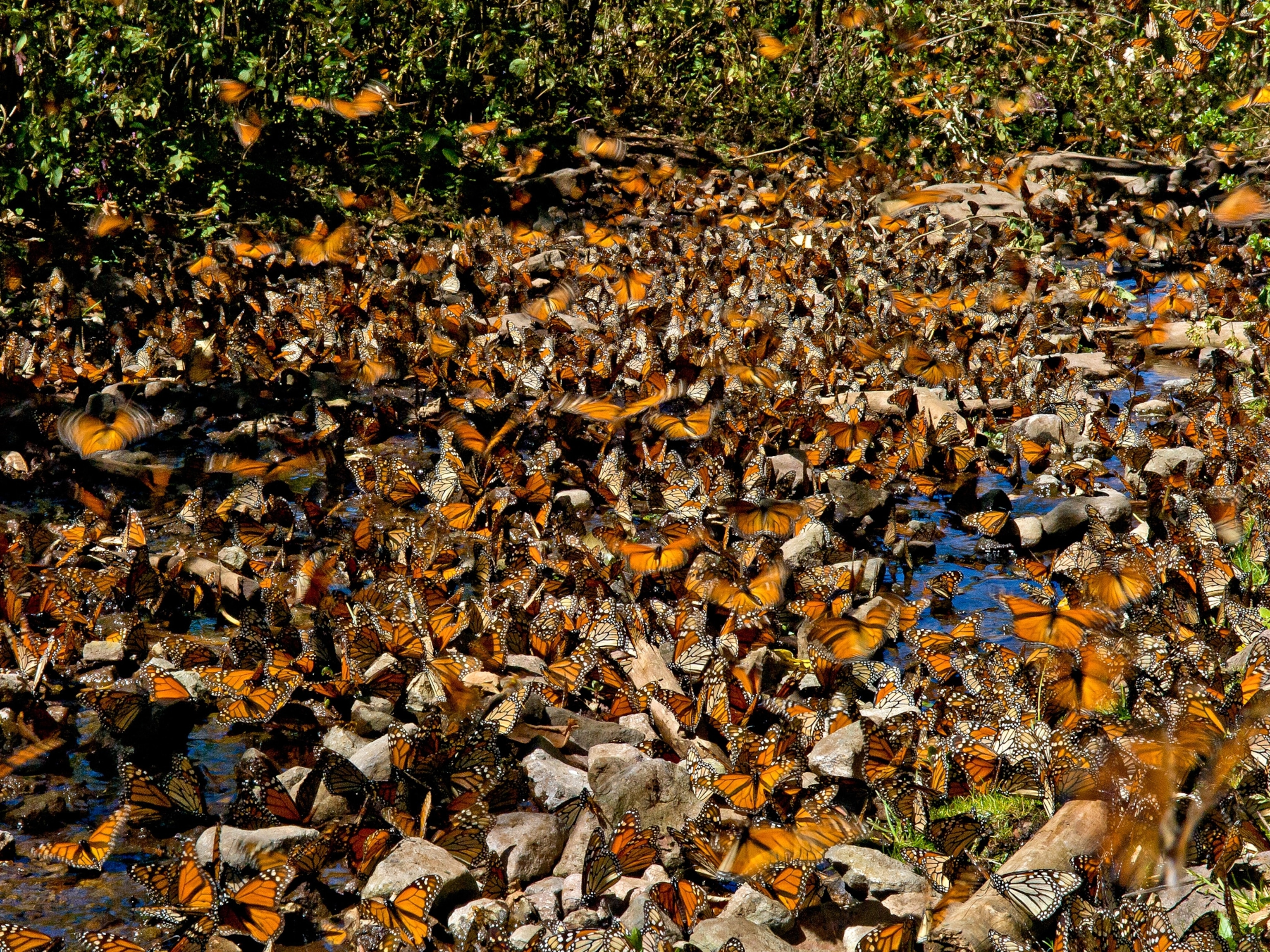 Monarch butterflies drinking from a stream.