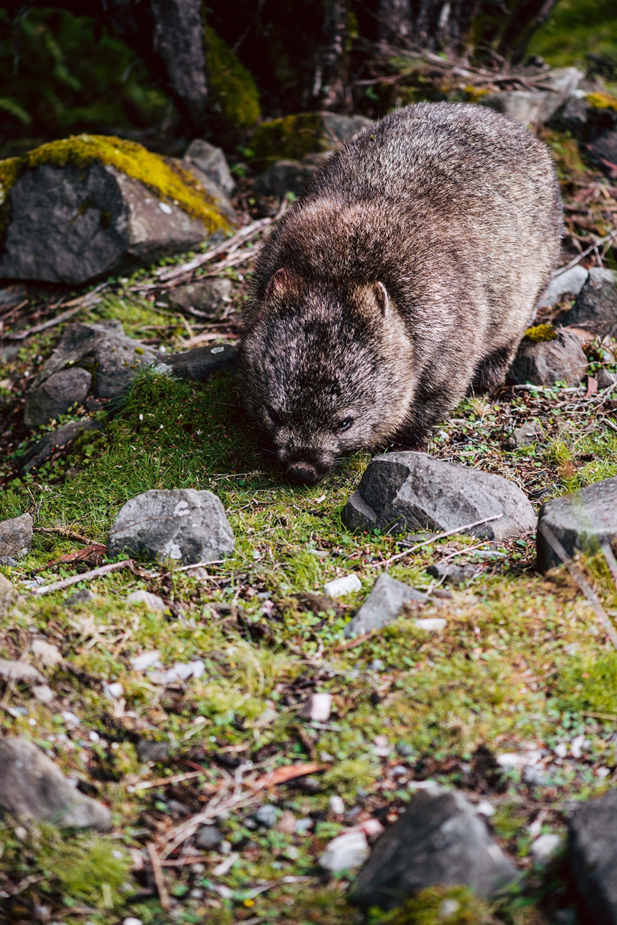 A close-up shot of a wombat, a small and round animal with short fur.