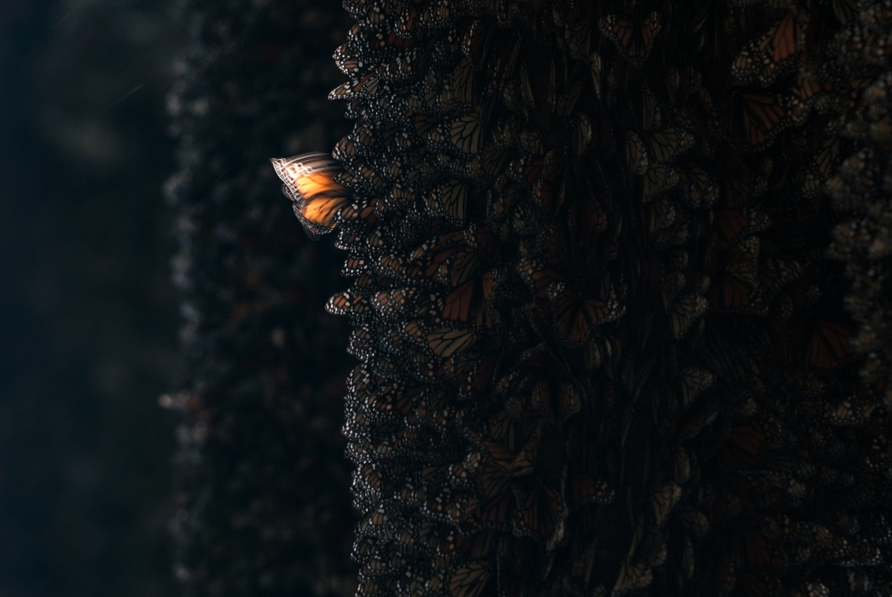 The butterfly effect is a real phenomenon—but not how you think ...