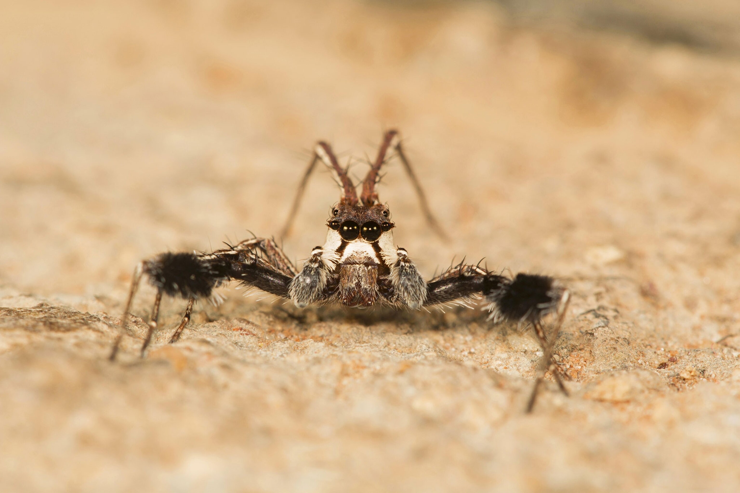 Prede Spider How Snakes, Spiders, and Other Predators Fool Their Prey