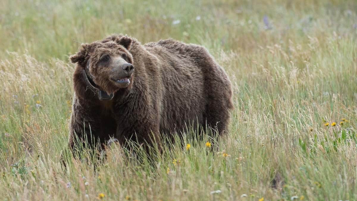 When Are You Allowed to Kill a Grizzly?