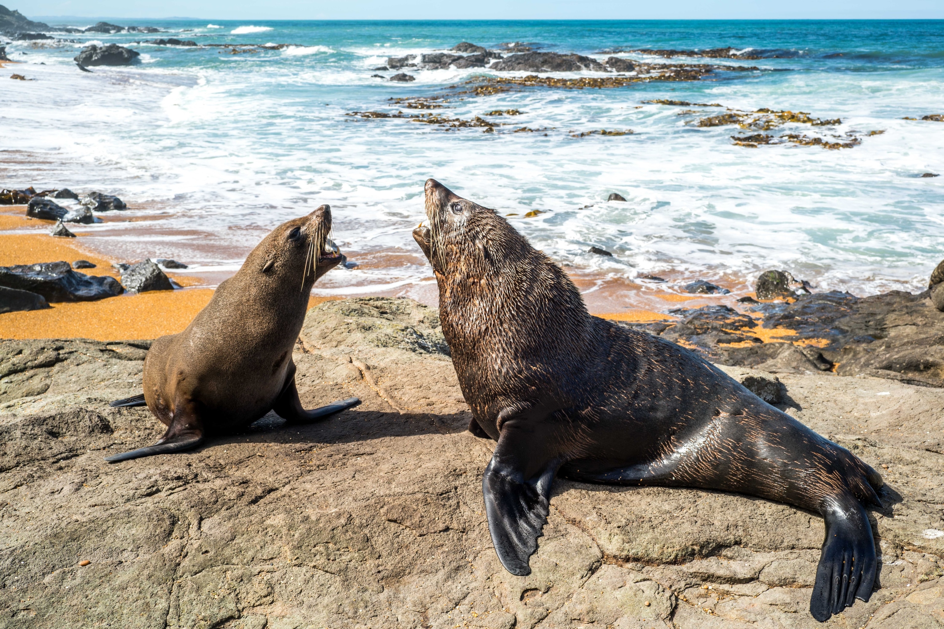 kekeno's fighting for the top sun spot at the Katiki Point Lighthouse.