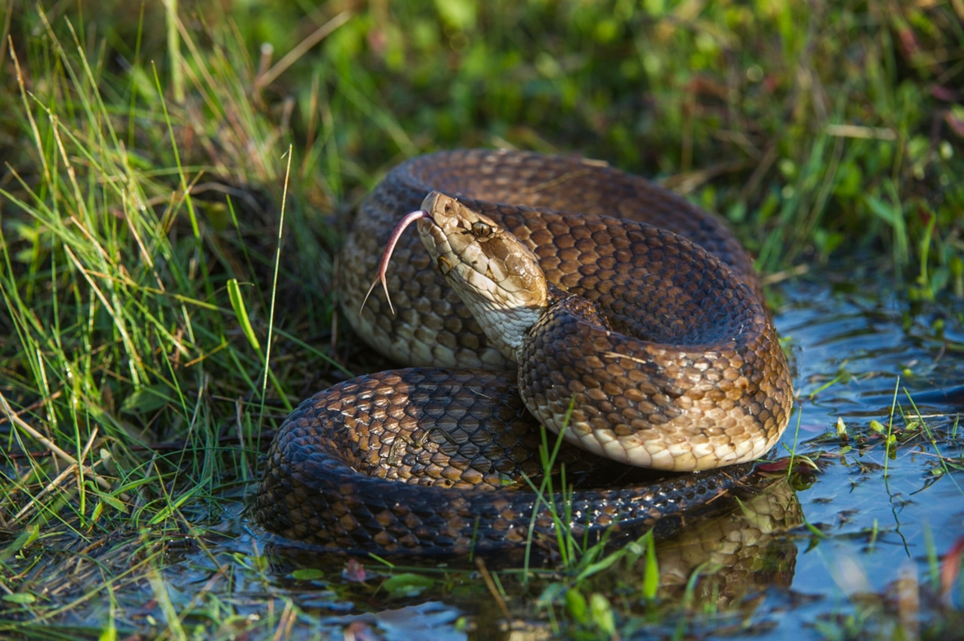 Cottonmouth (Agkistrodon piscivorus) in defensive posture, Little Saint Simon's Island, Georgia