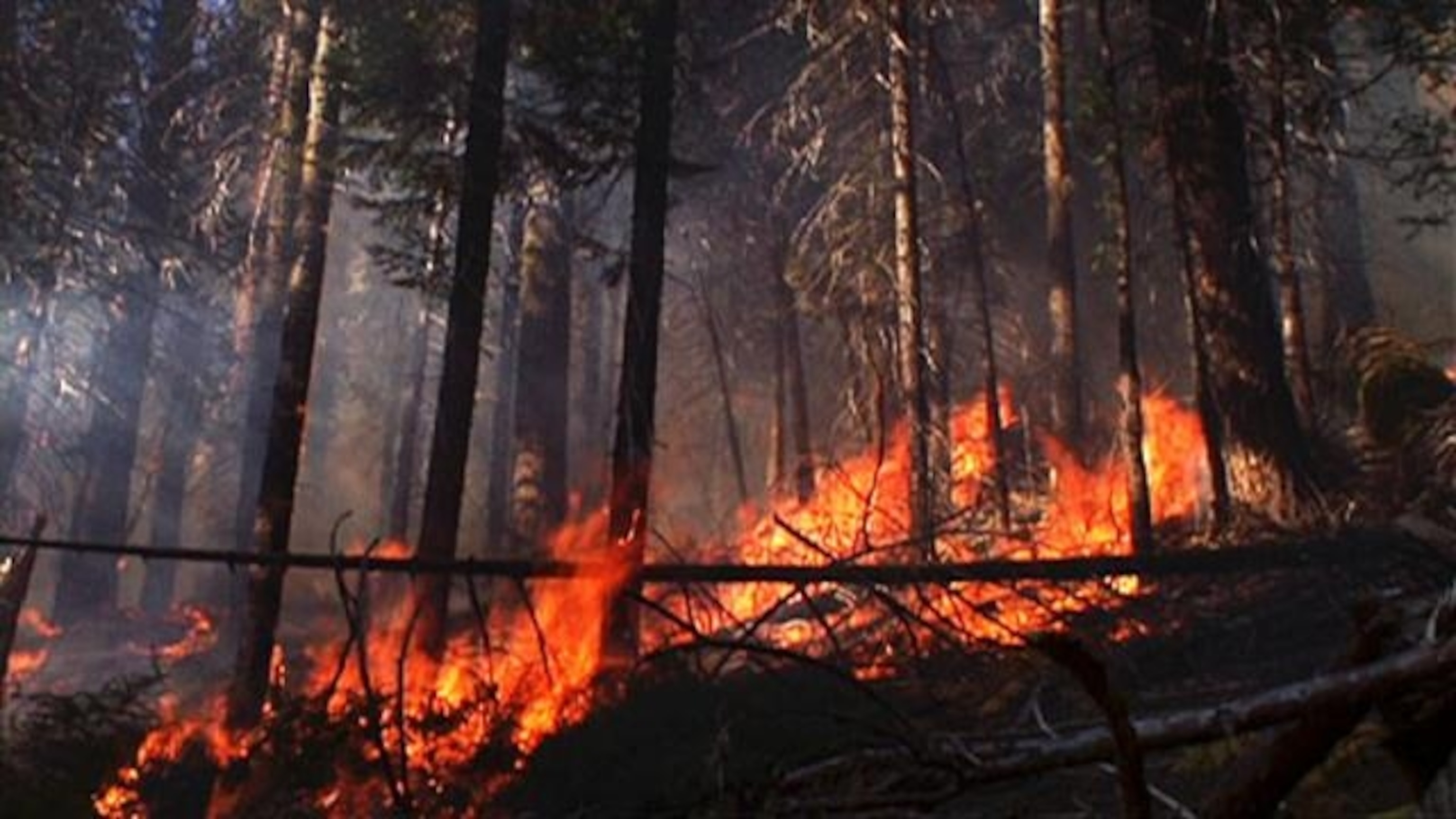 Yosemite Sequoias Need Fire, image size:3072x1728