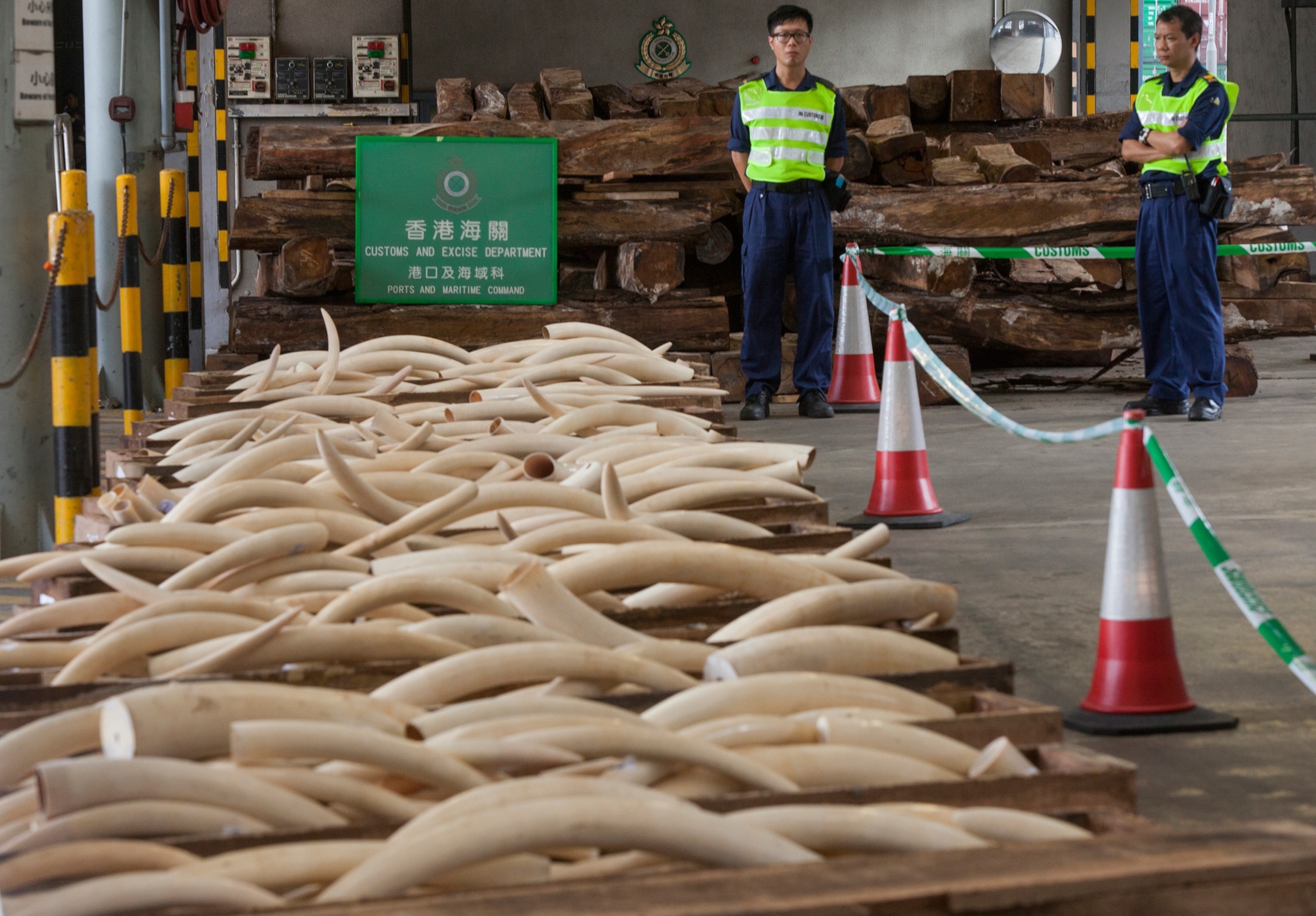 seized ivory tusks in Hong Kong