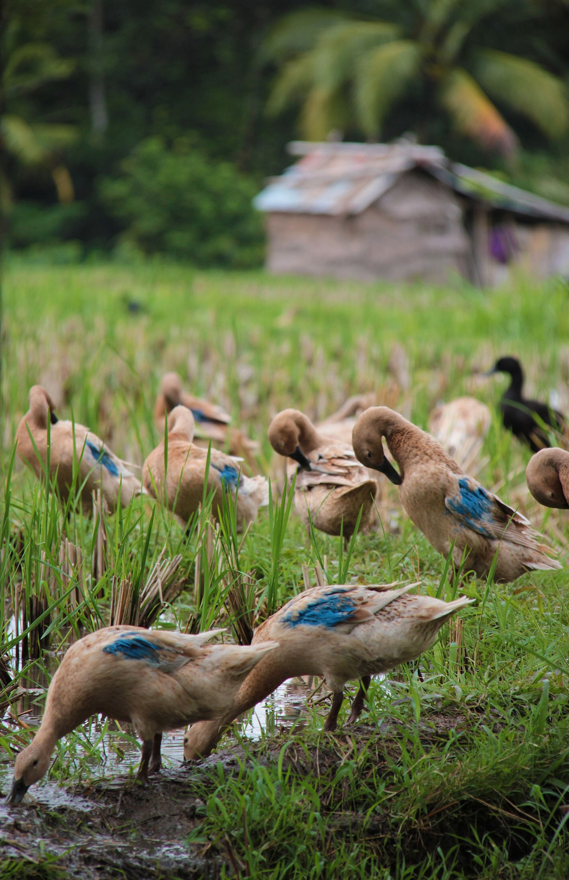 Ducks for fertilizing and pest control