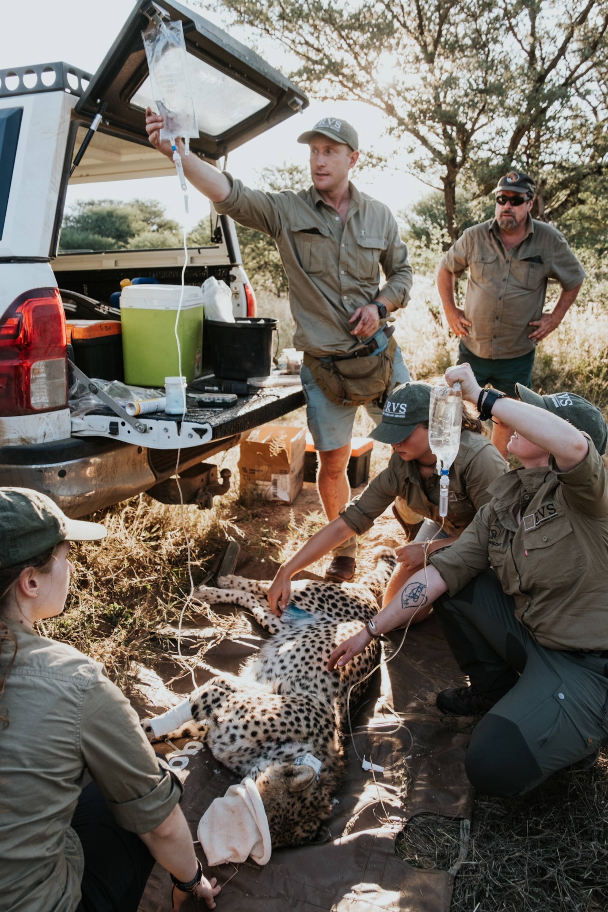 A team of wildlife veterinarians tends to a sedated cheetah on a tarp in a grassy area. They administer fluids from IV bags hanging from the back of a truck, surrounded by supplies.
