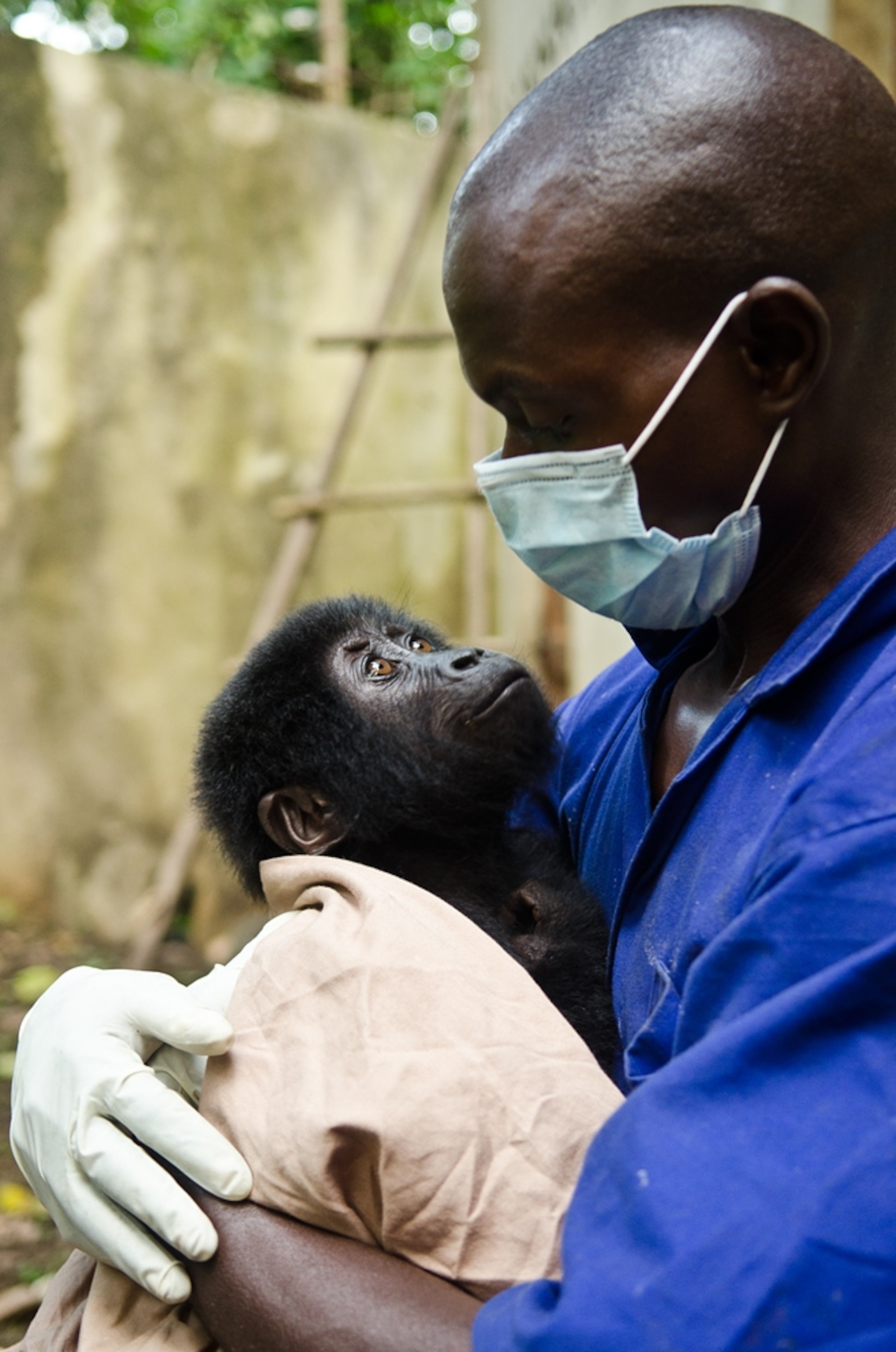 Baby gorilla picture: Shamavu with veterinarian after rescue from poachers near Virunga National Park, Congo