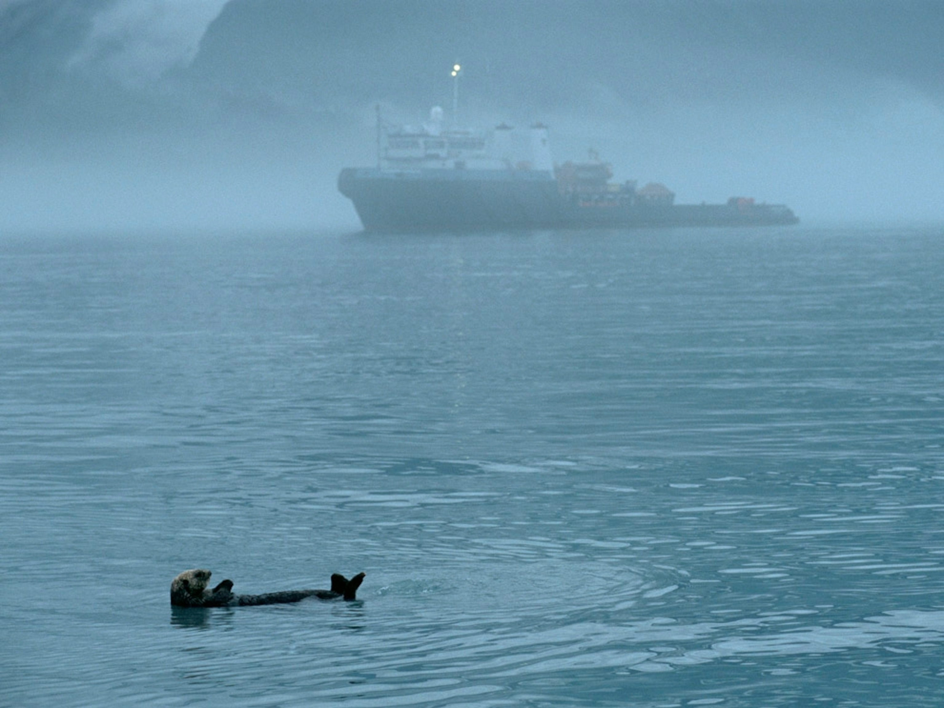 Sea otter floating on its back with a ship in the background