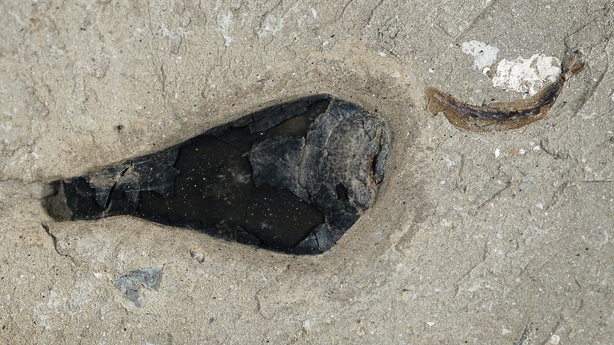 Fossil Ink Sacs Yield Jurassic Pigment—A First