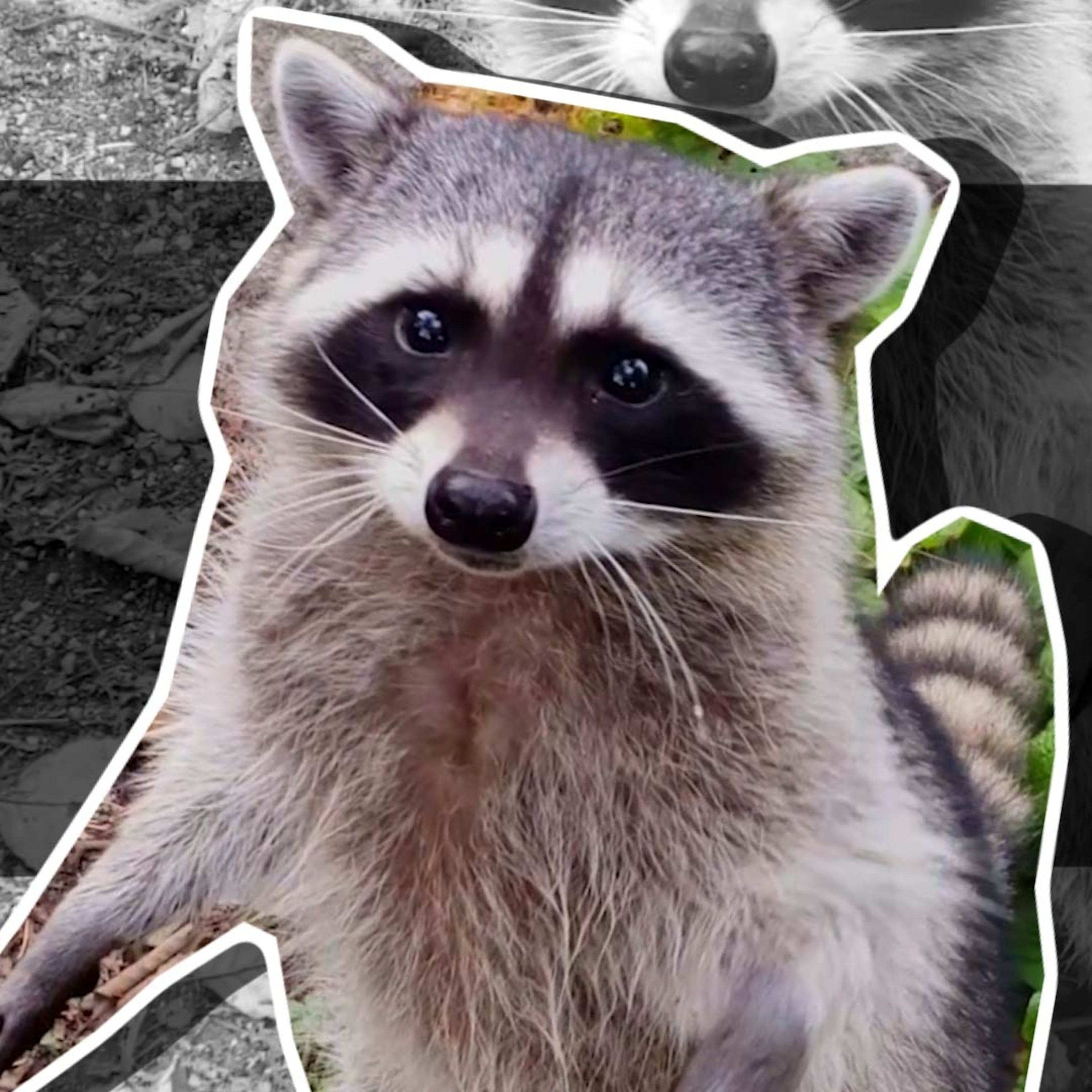 Raccoons are spreading across Earth—and climate change could help
