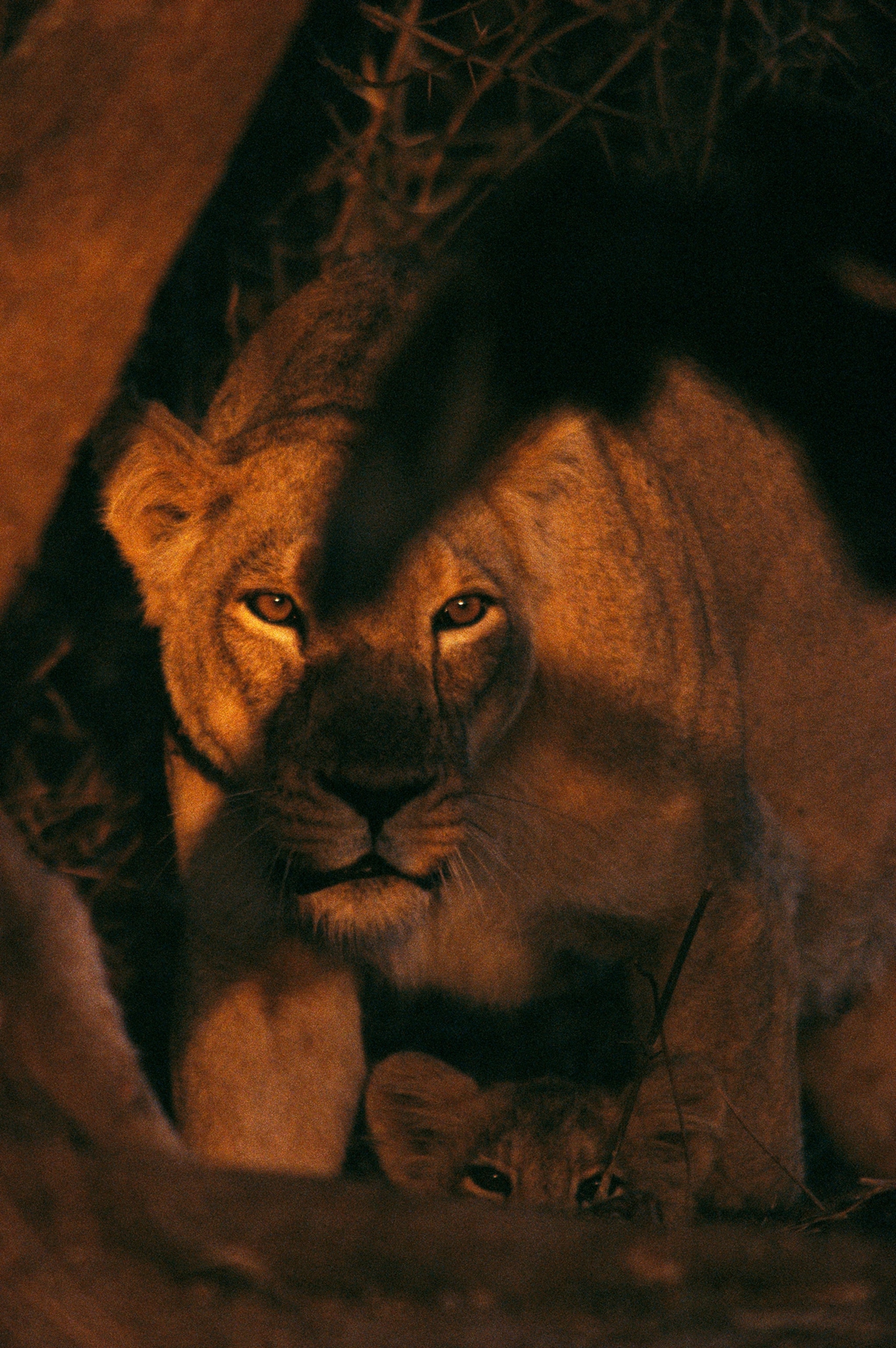 An Asian lioness stands guard over her cub.