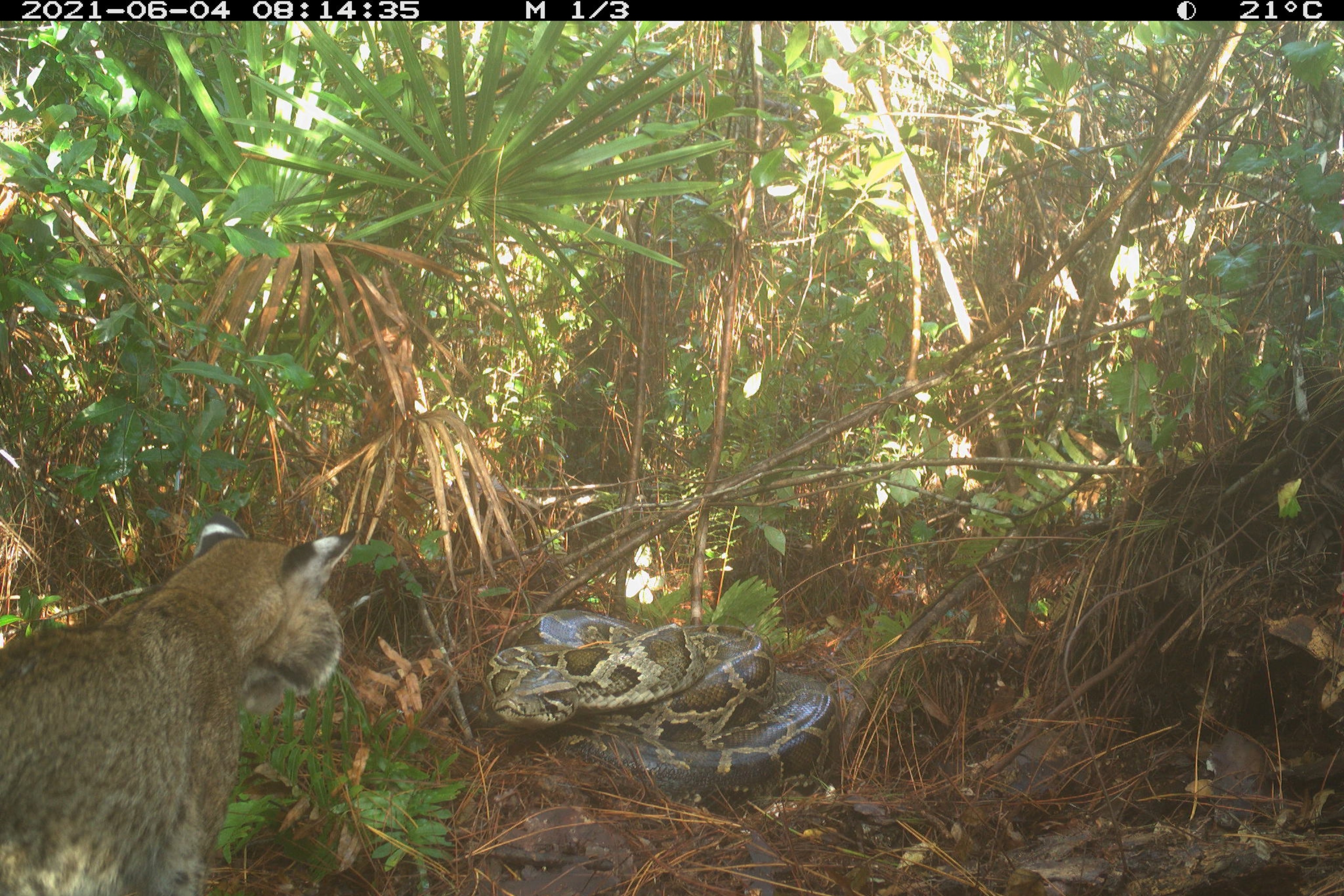First-ever photos of bobcat eating invasive python eggs show ...