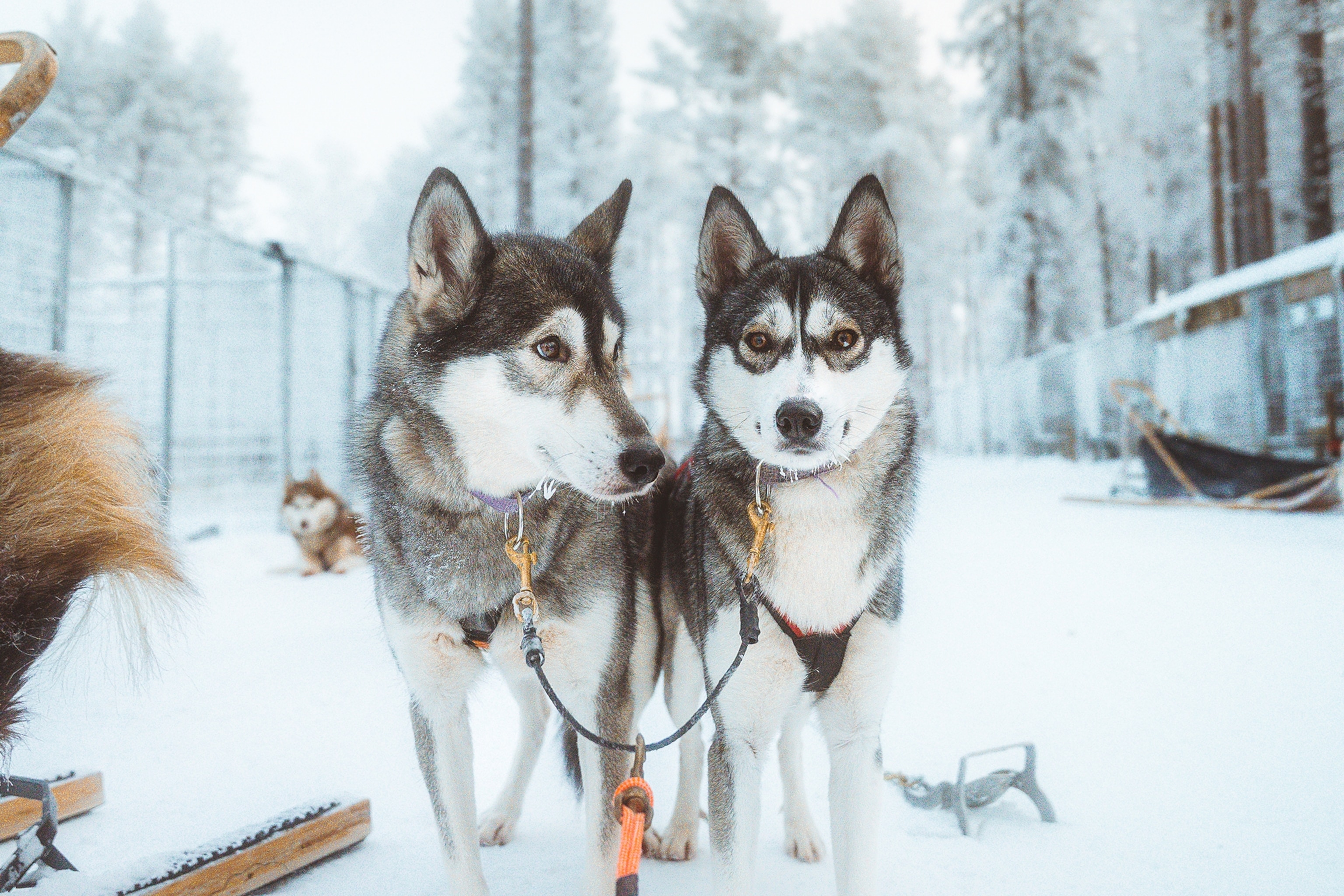 husky seld in winter landscape