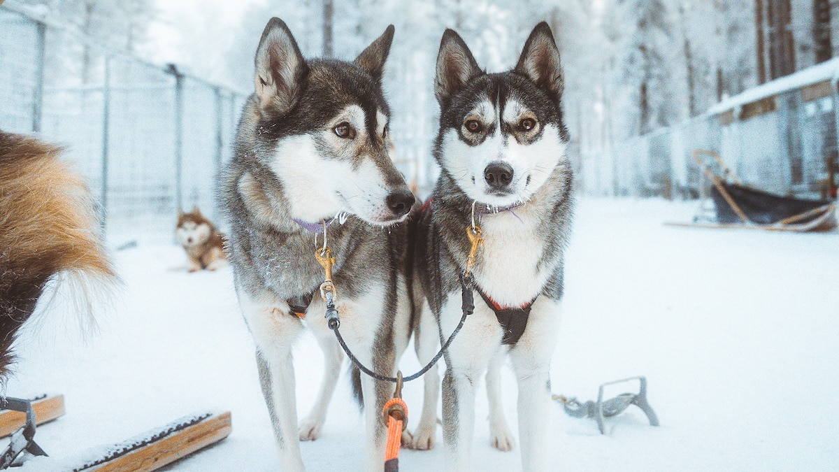 Come for the aurora, stay for Arctic adventures in Rovaniemi