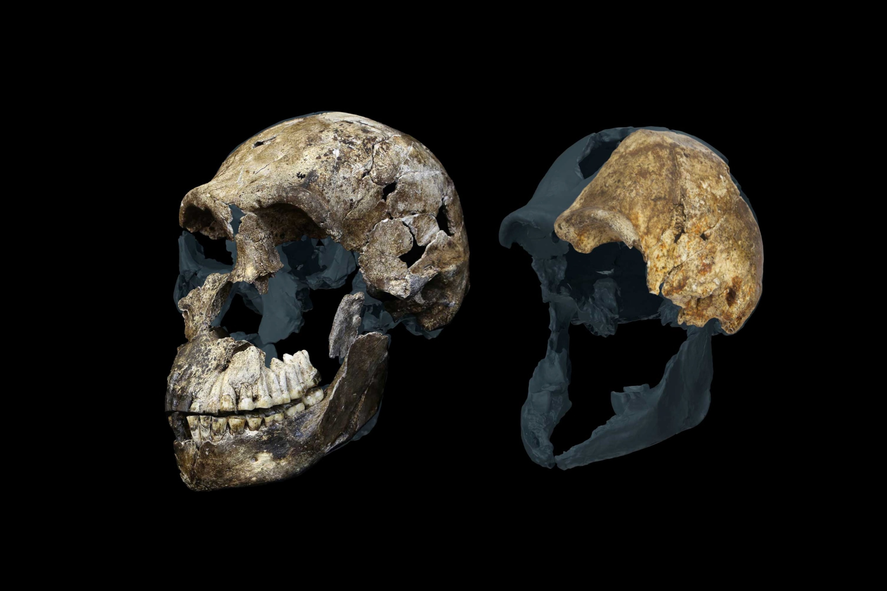 Two ancient skulls displaying cracked, weathered surfaces on a black background