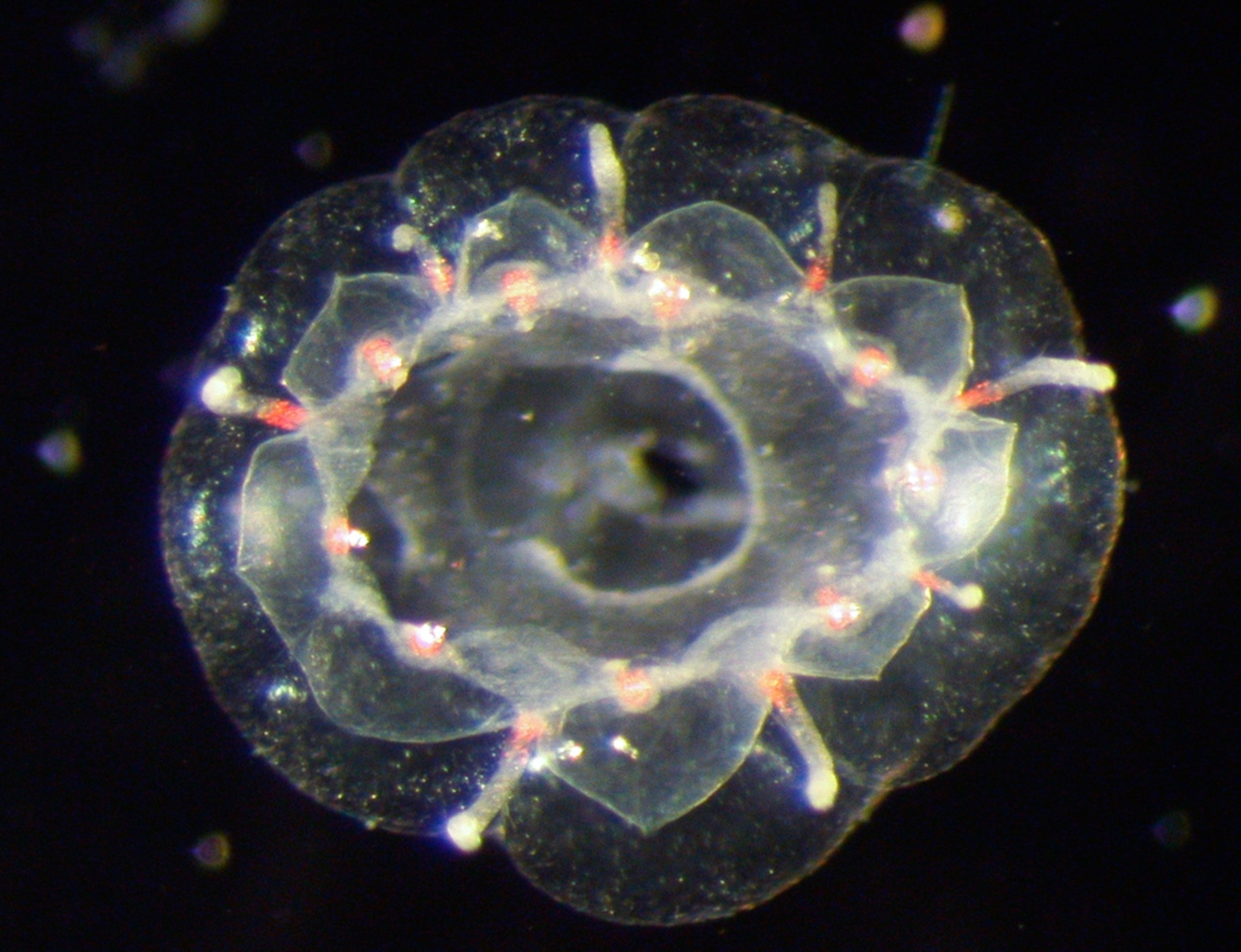 The "City of Gonads" jellyfish.