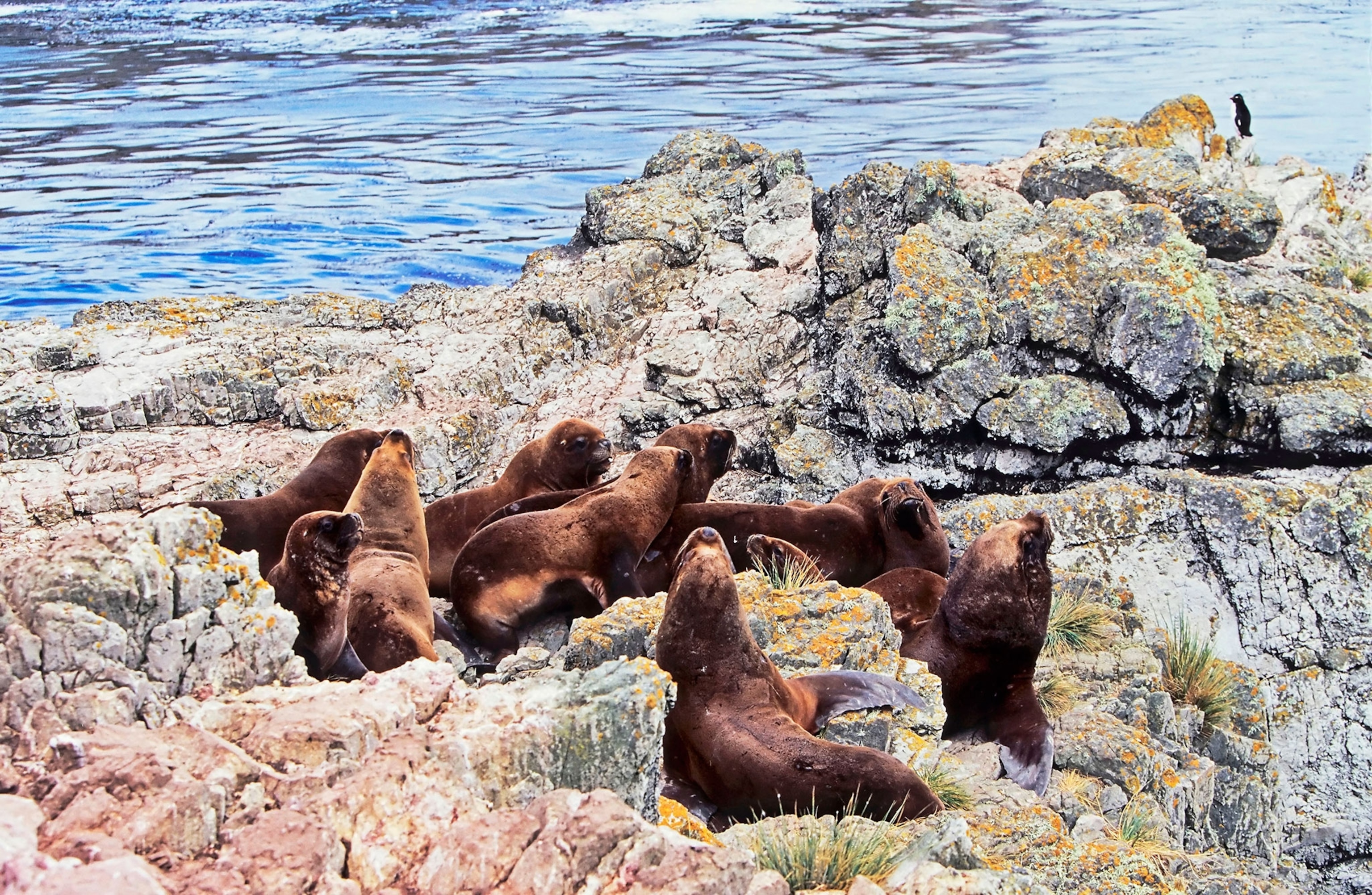 sea lions sitting on rocks