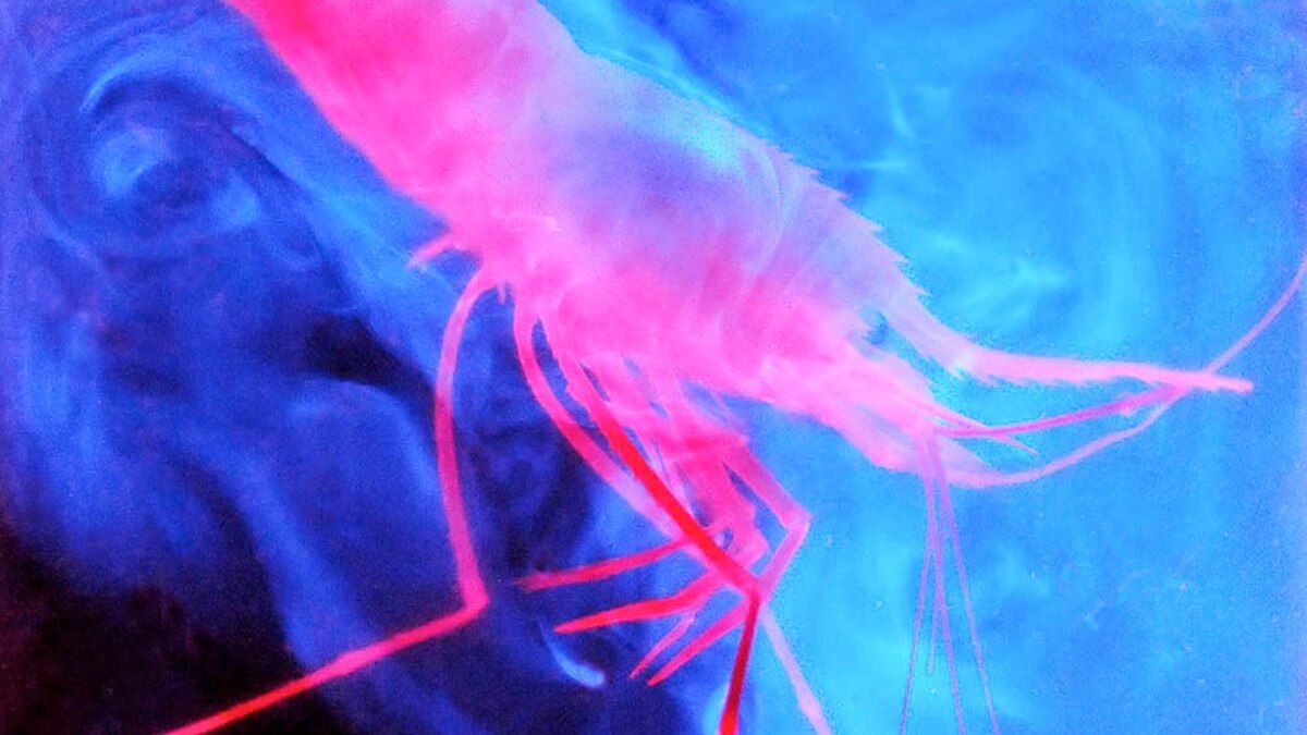 Pictures: Glowing Deep-Sea Creatures Found in Caribbean | National ...