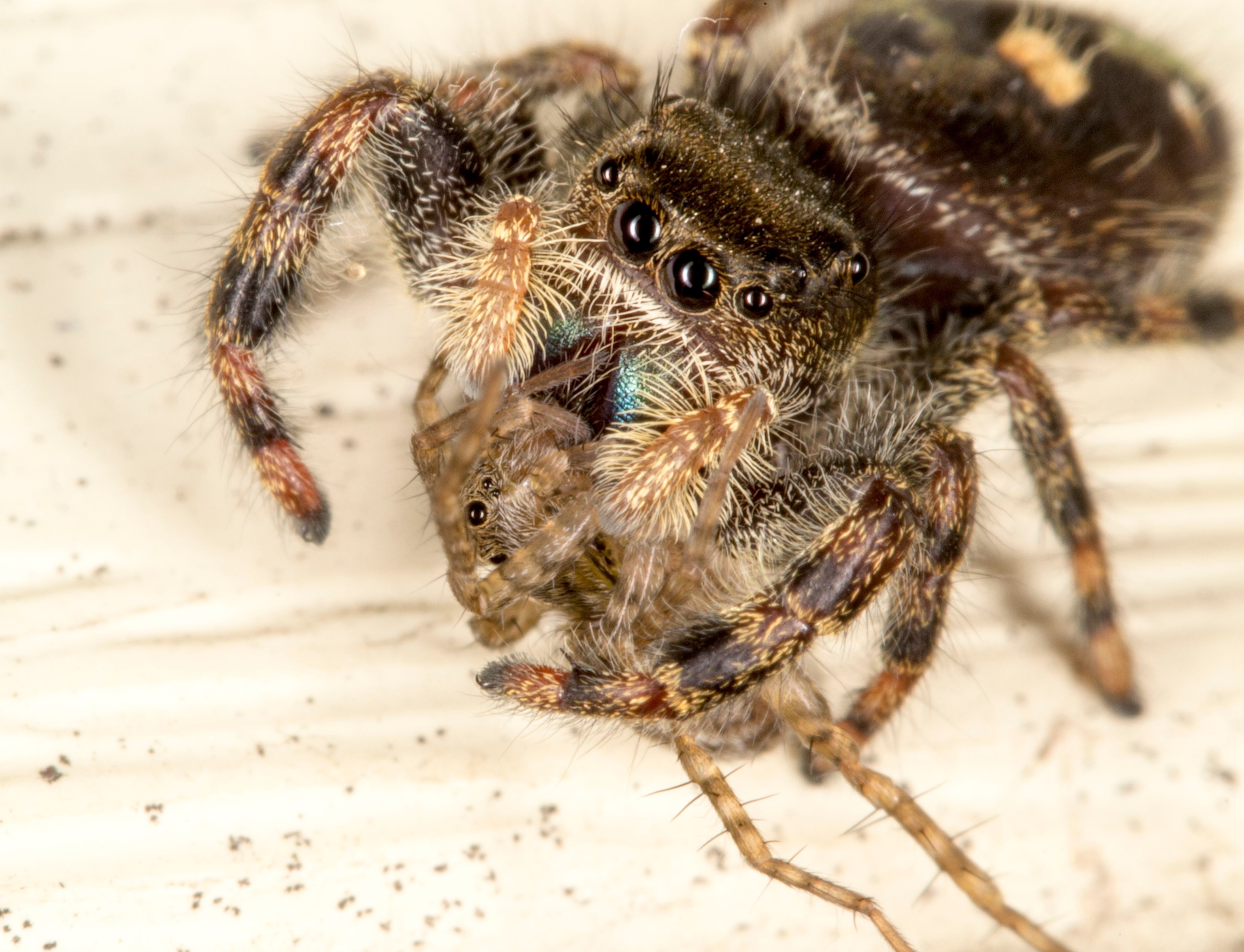 Camel Spider National Geographic