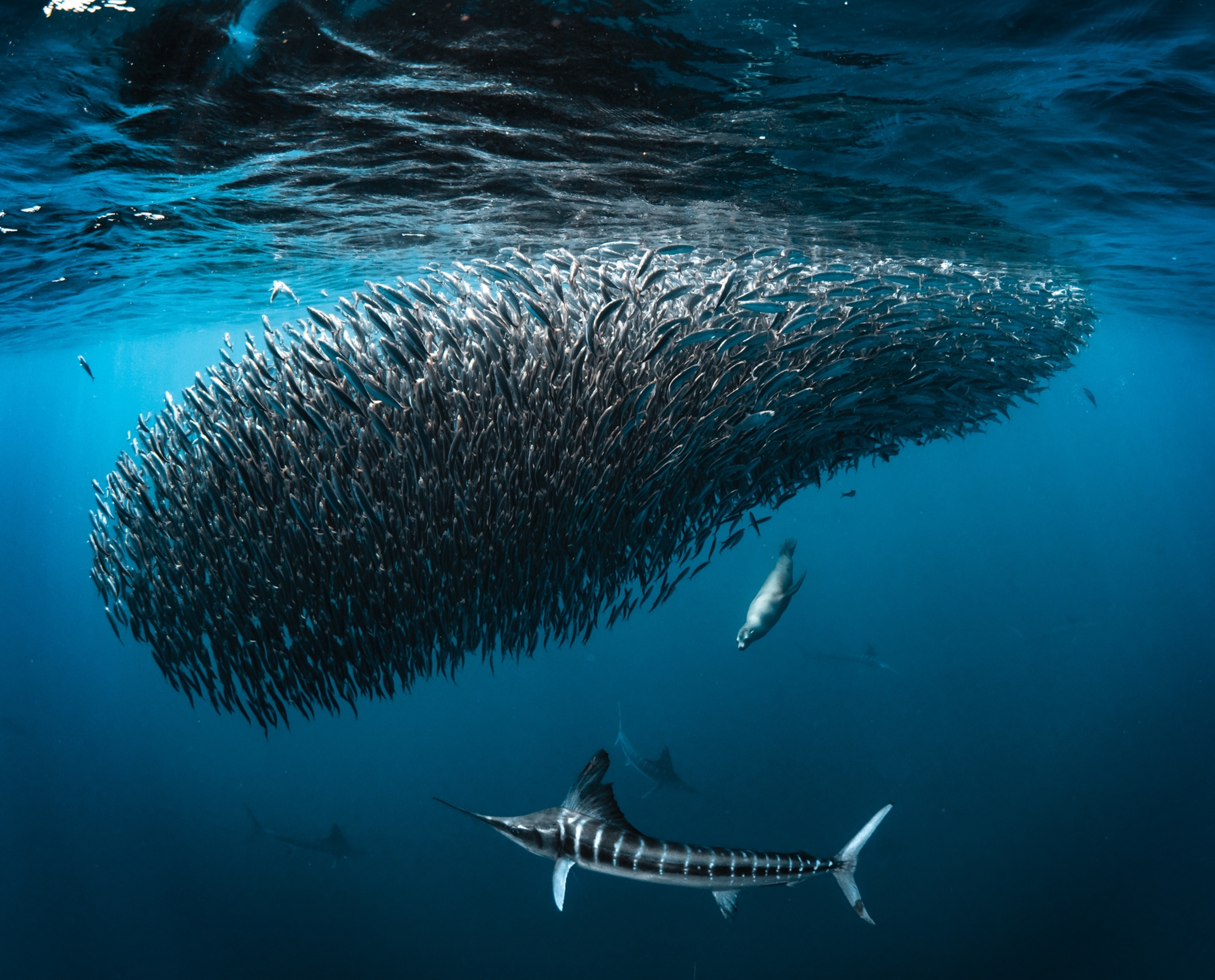 A large school of fish swims together underwater with a larger striped fish swimming nearby.