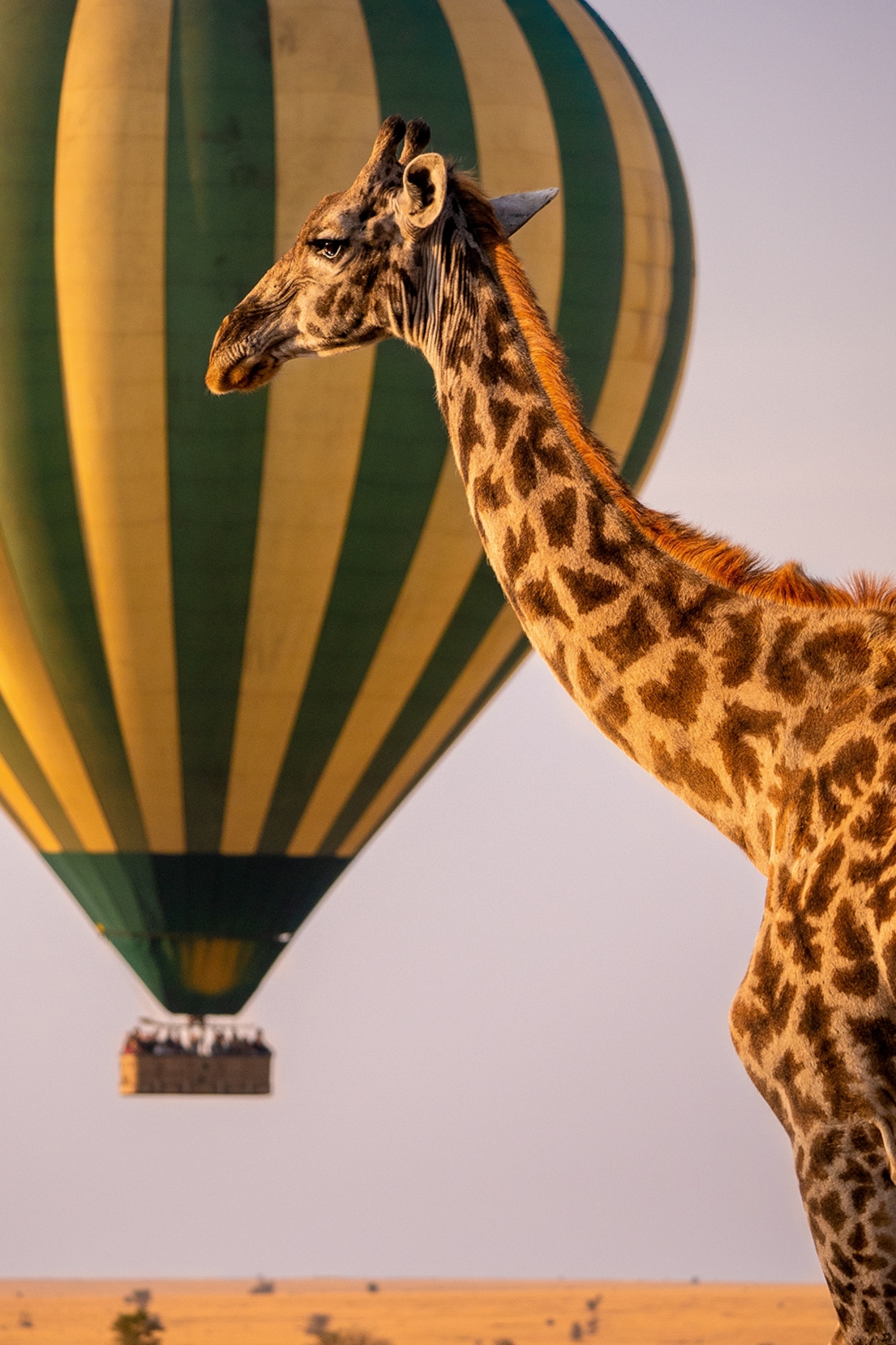 A giraffe in the Serengeti with a hot air balloon floating in the background.