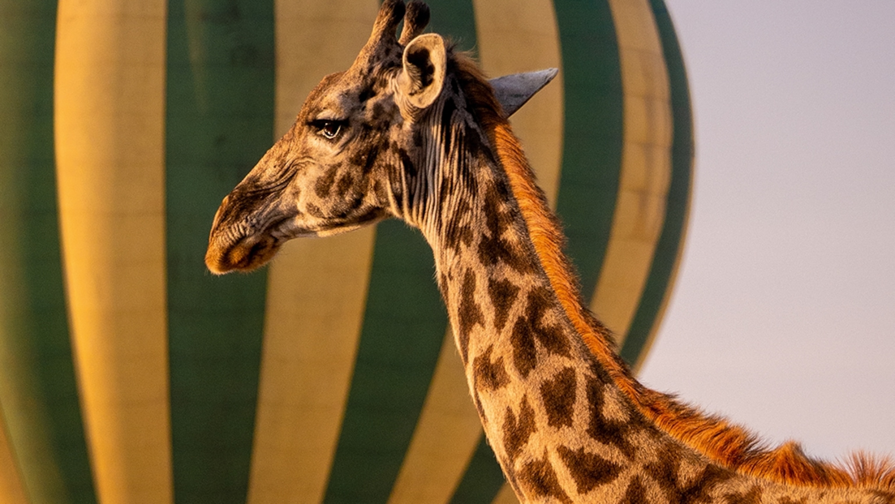 Is This the Most Spectacular Way to See the Serengeti?