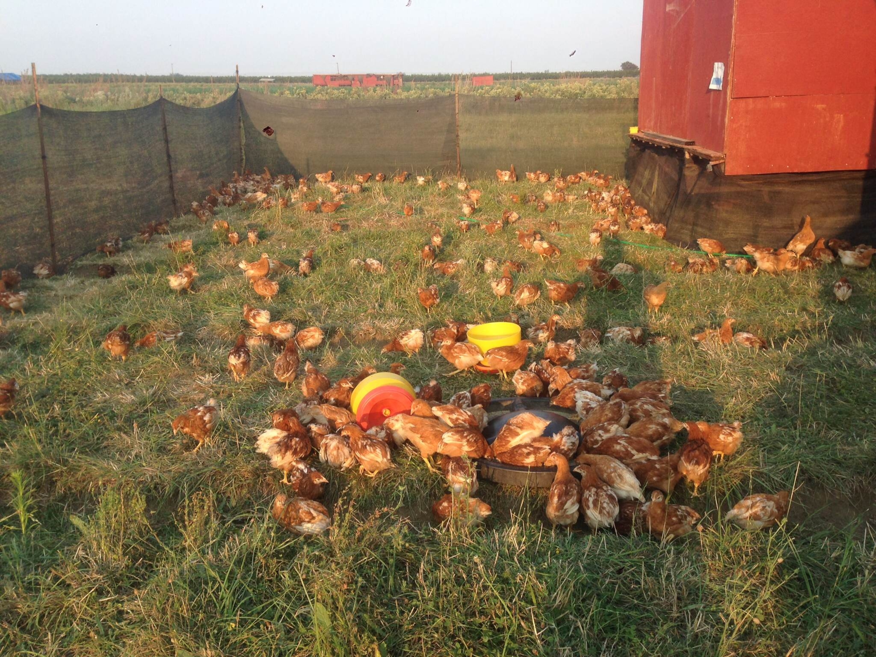 heritage chickens eating food on the farm.
