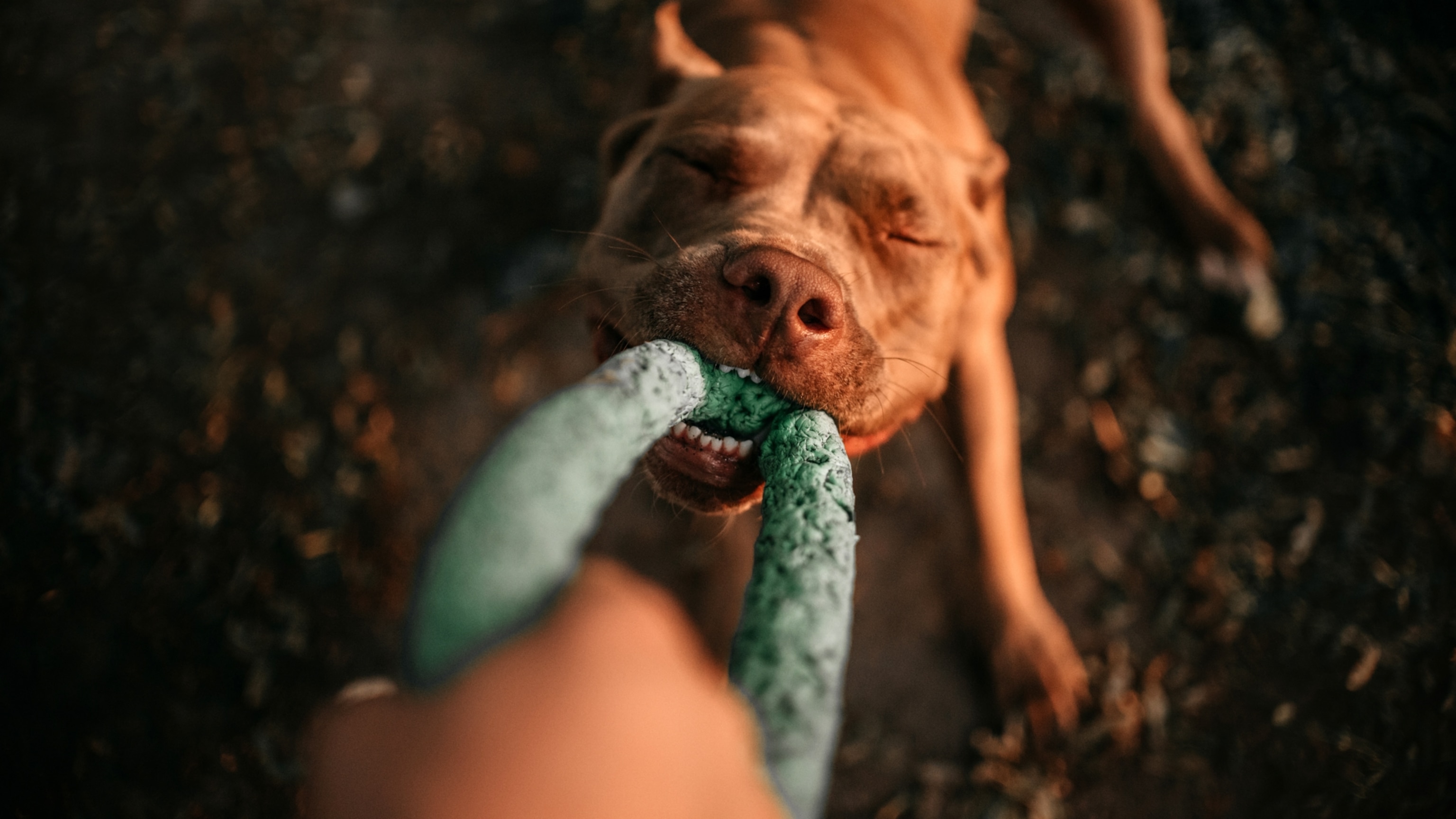 Your dog really might be addicted to that toy