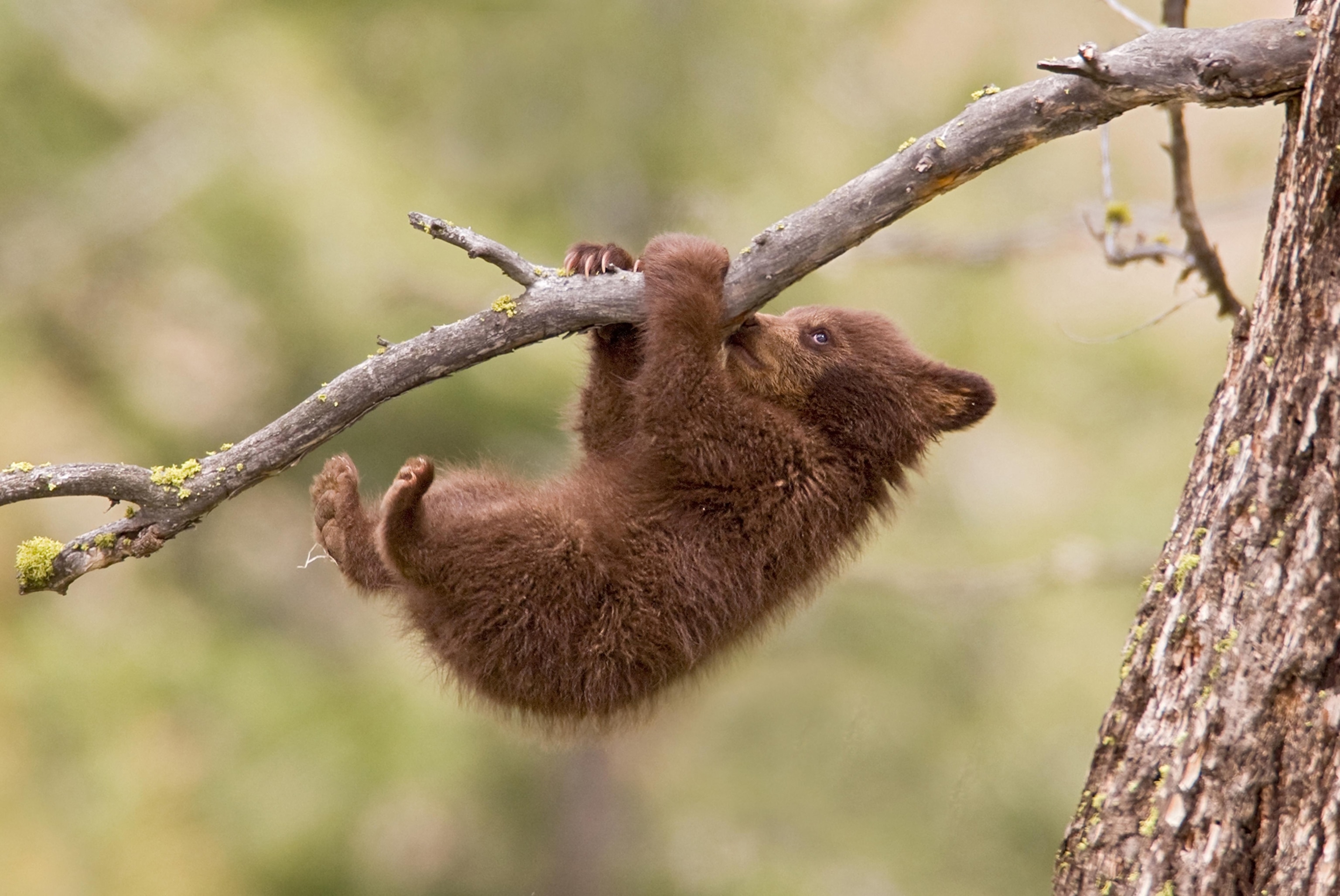 a bear cub in Montana