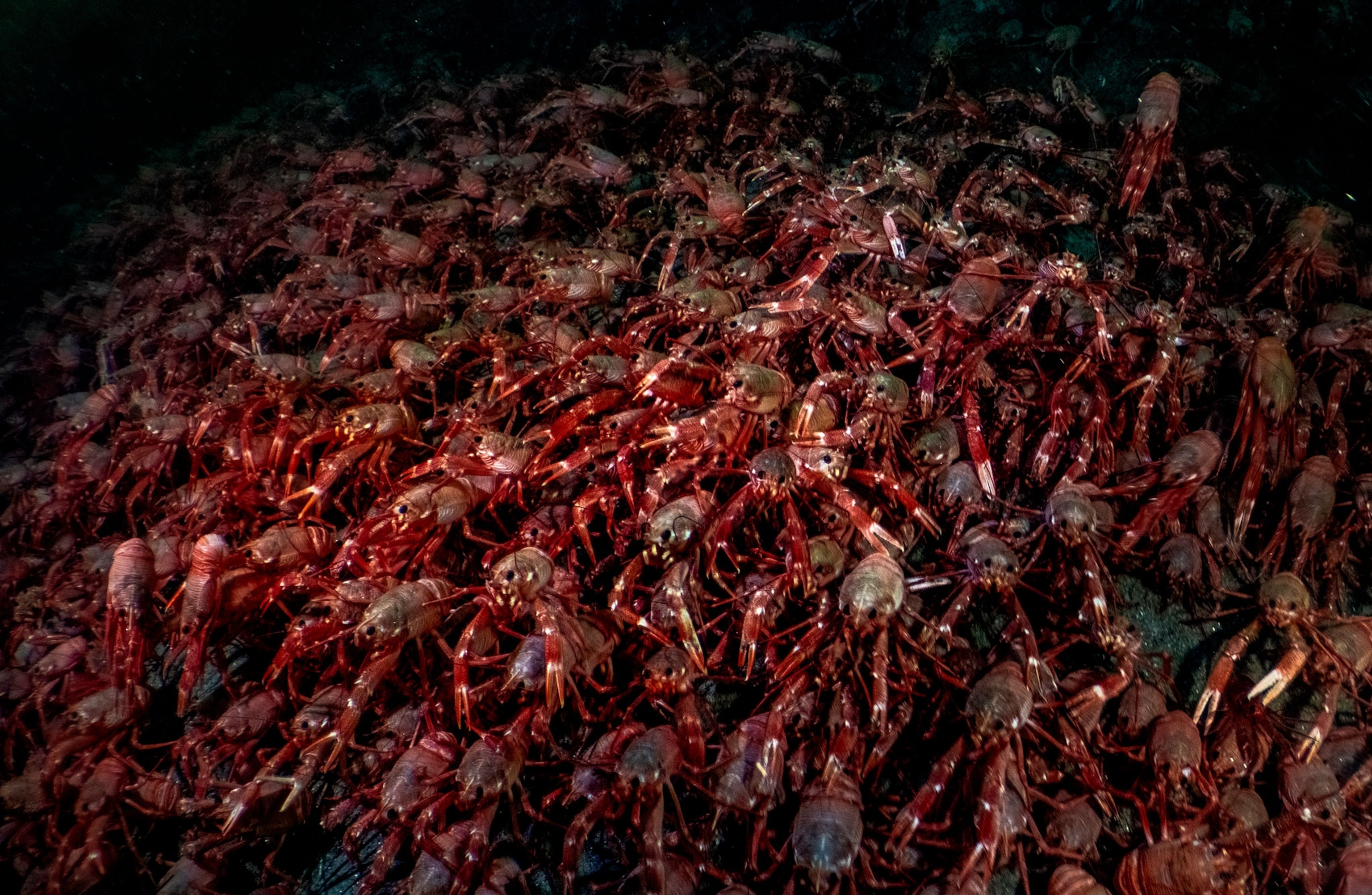 On the slopes of Scripps Canyon in La Jolla, California, pelagic tuna crabs (Grimothea planipes) gather in dense, writhing masses thousands strong.